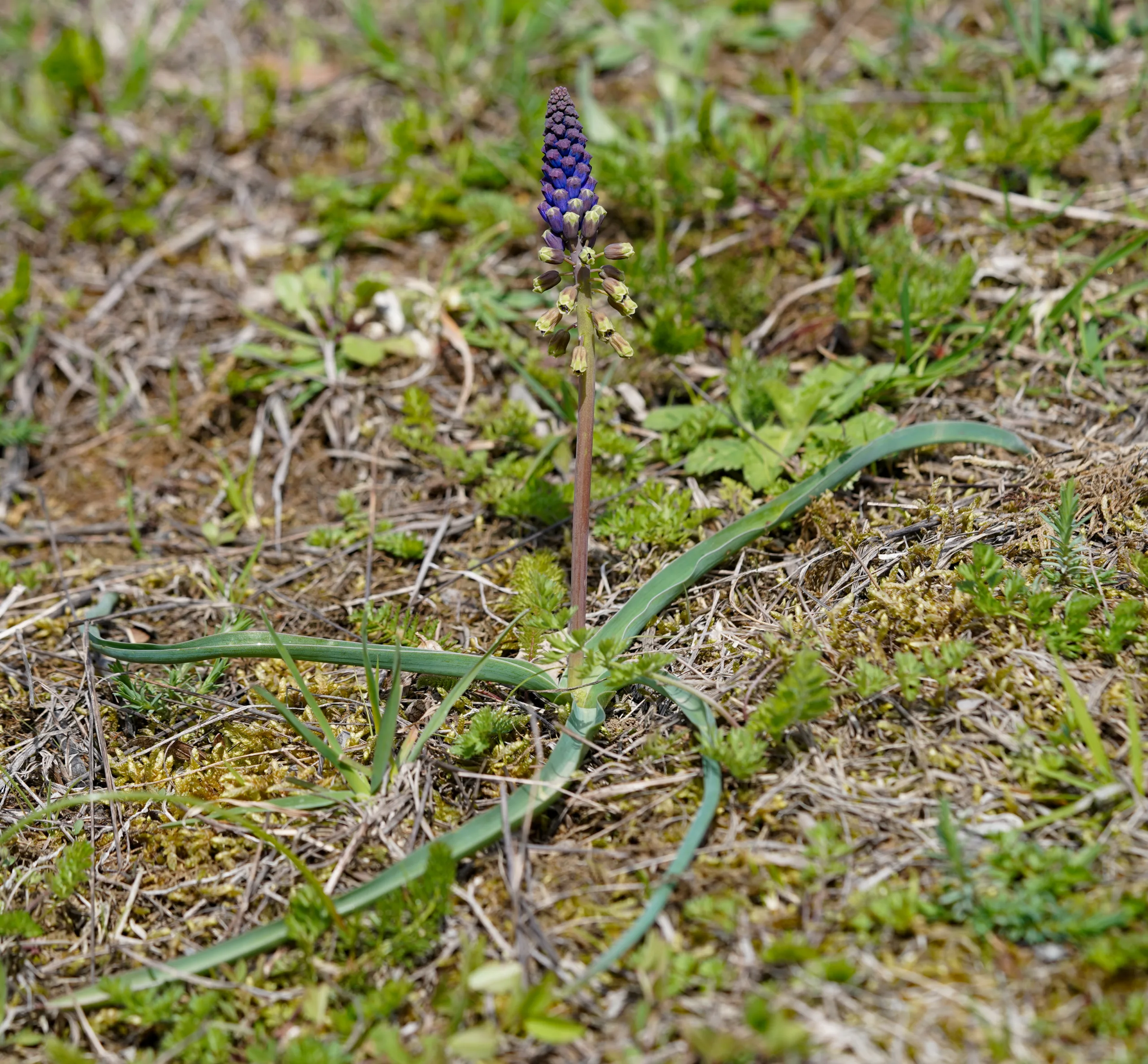 Bellevalia clusiana