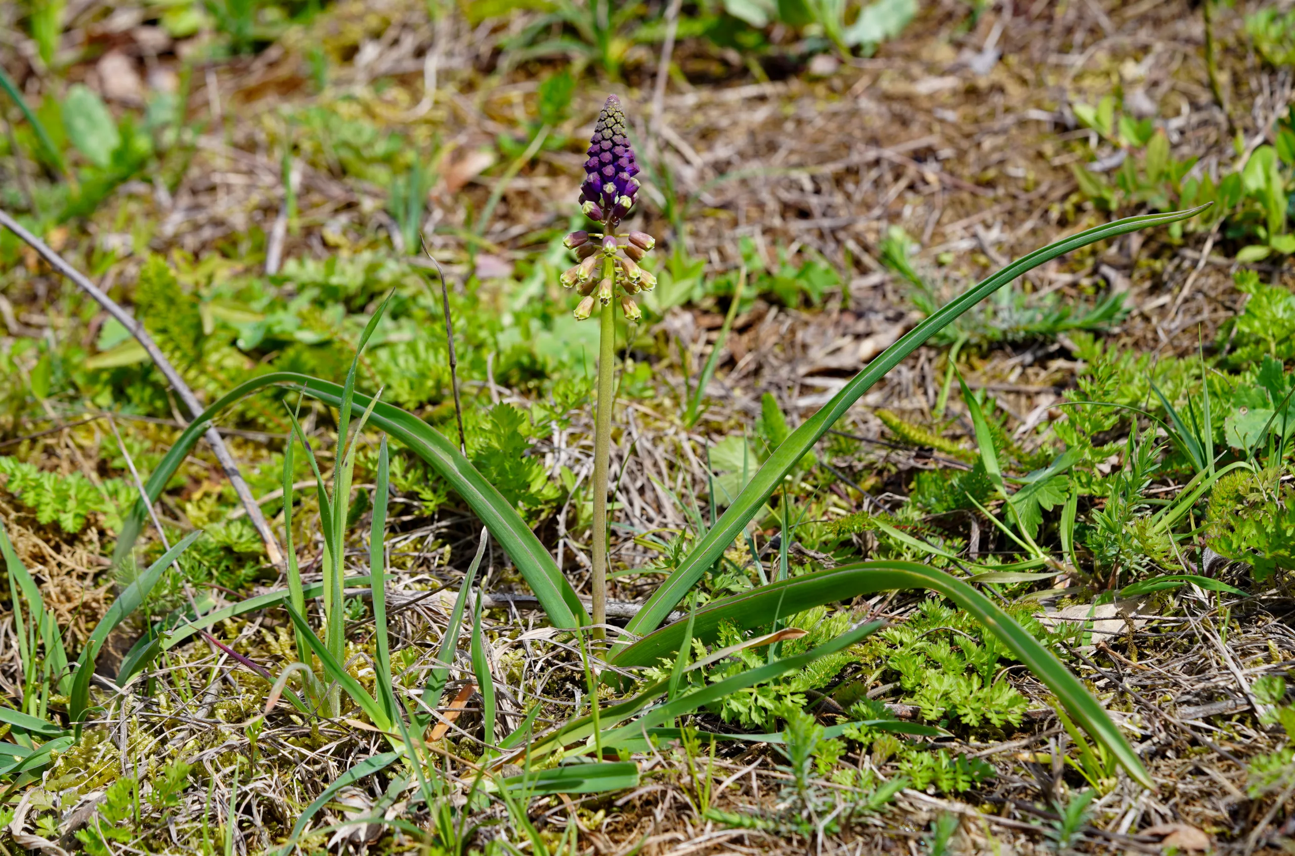 Bellevalia clusiana