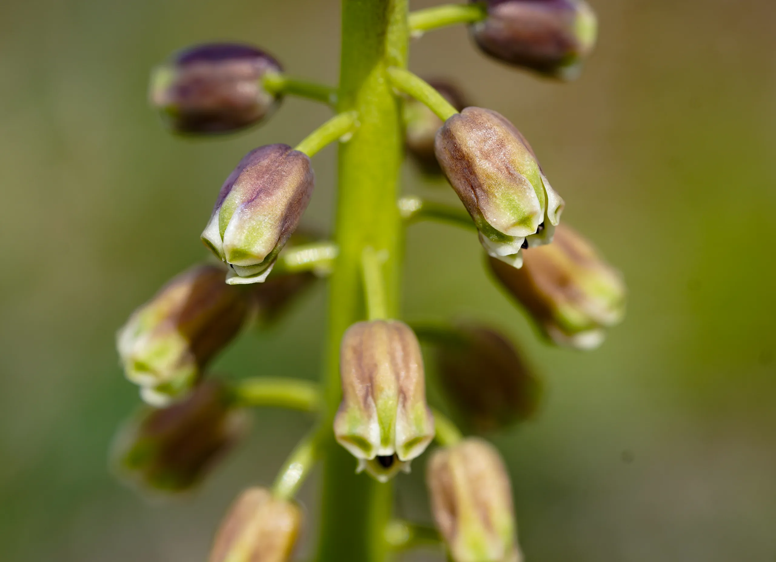 Bellevalia clusiana