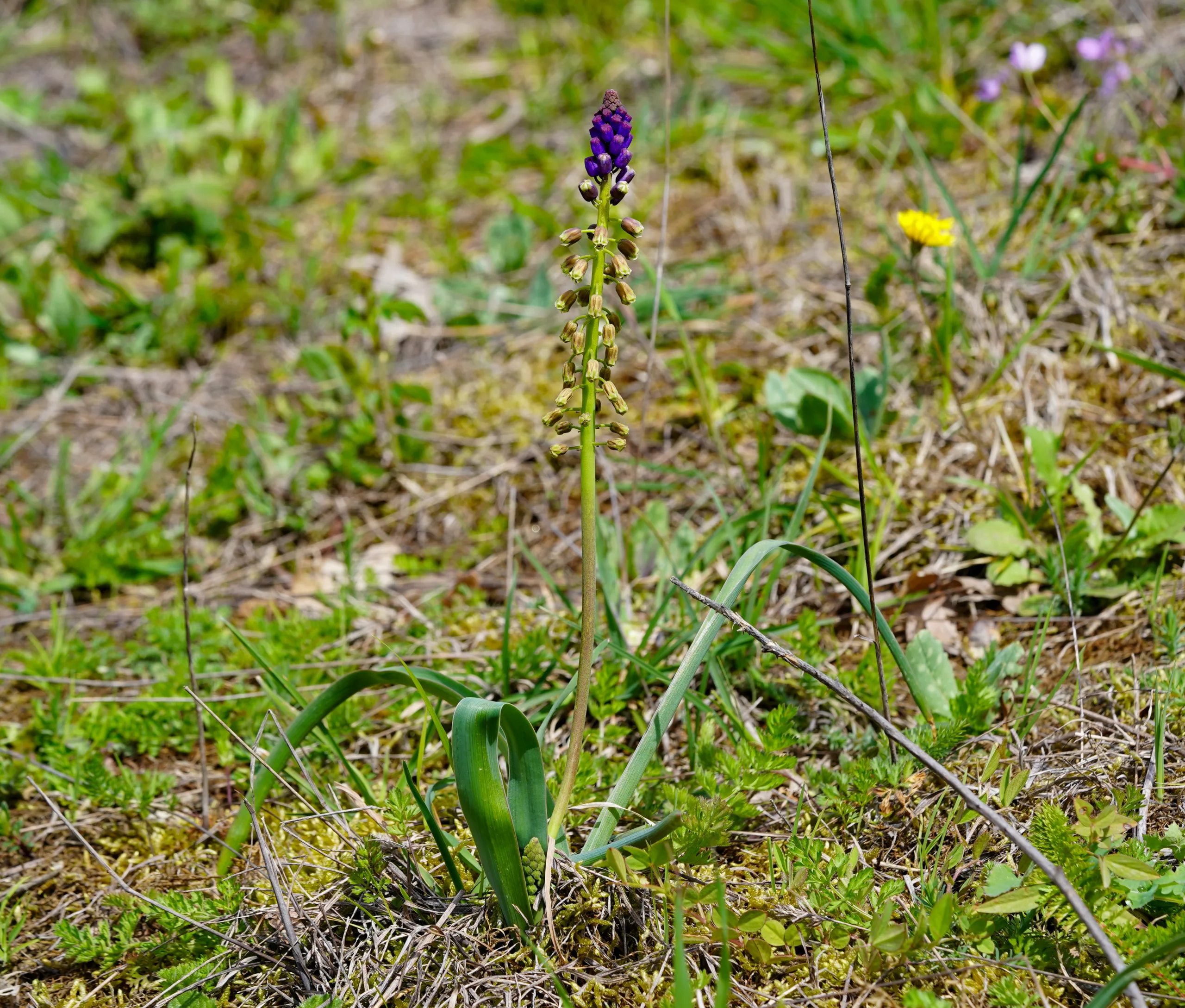 Bellevalia clusiana