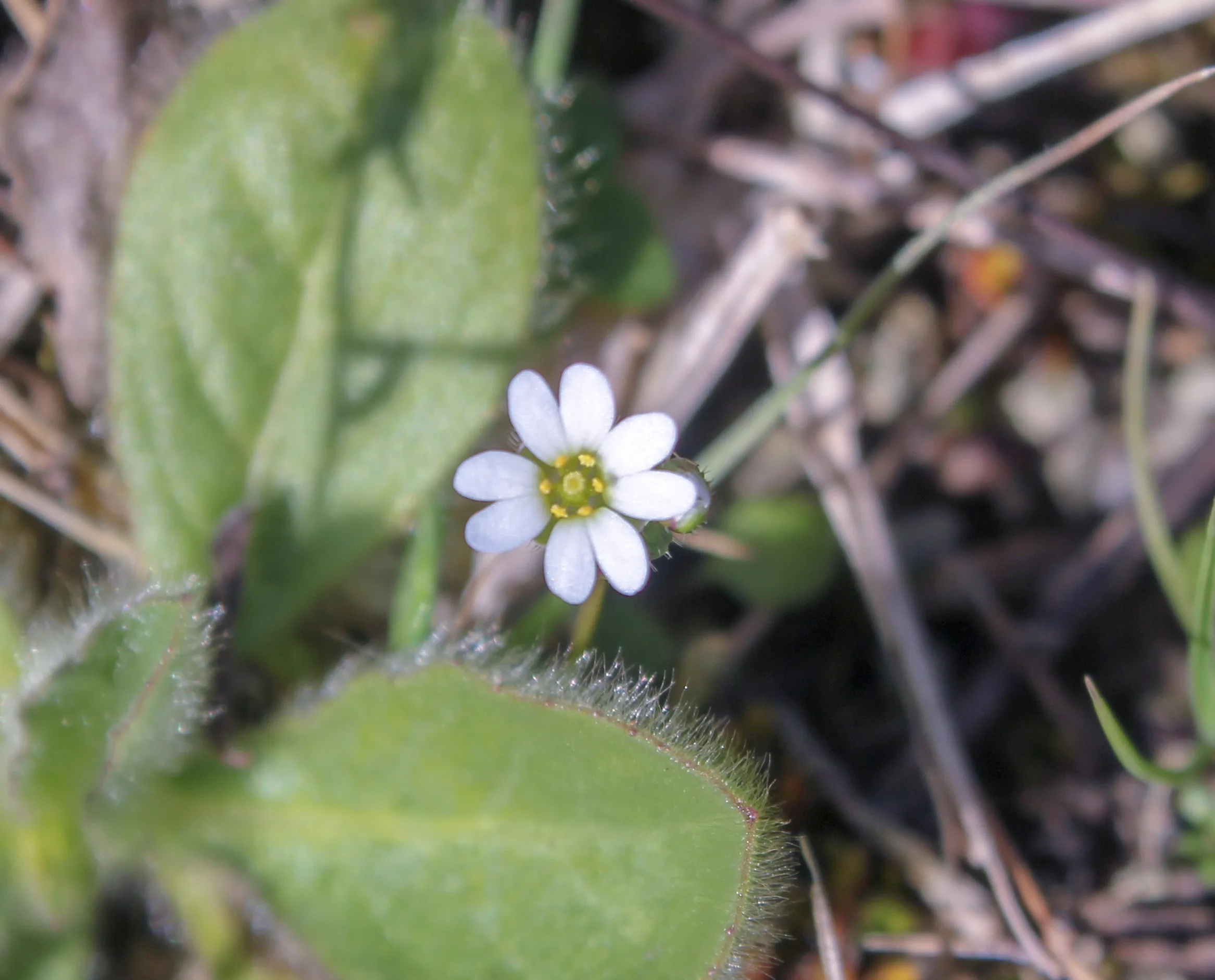 Draba boerhaavii