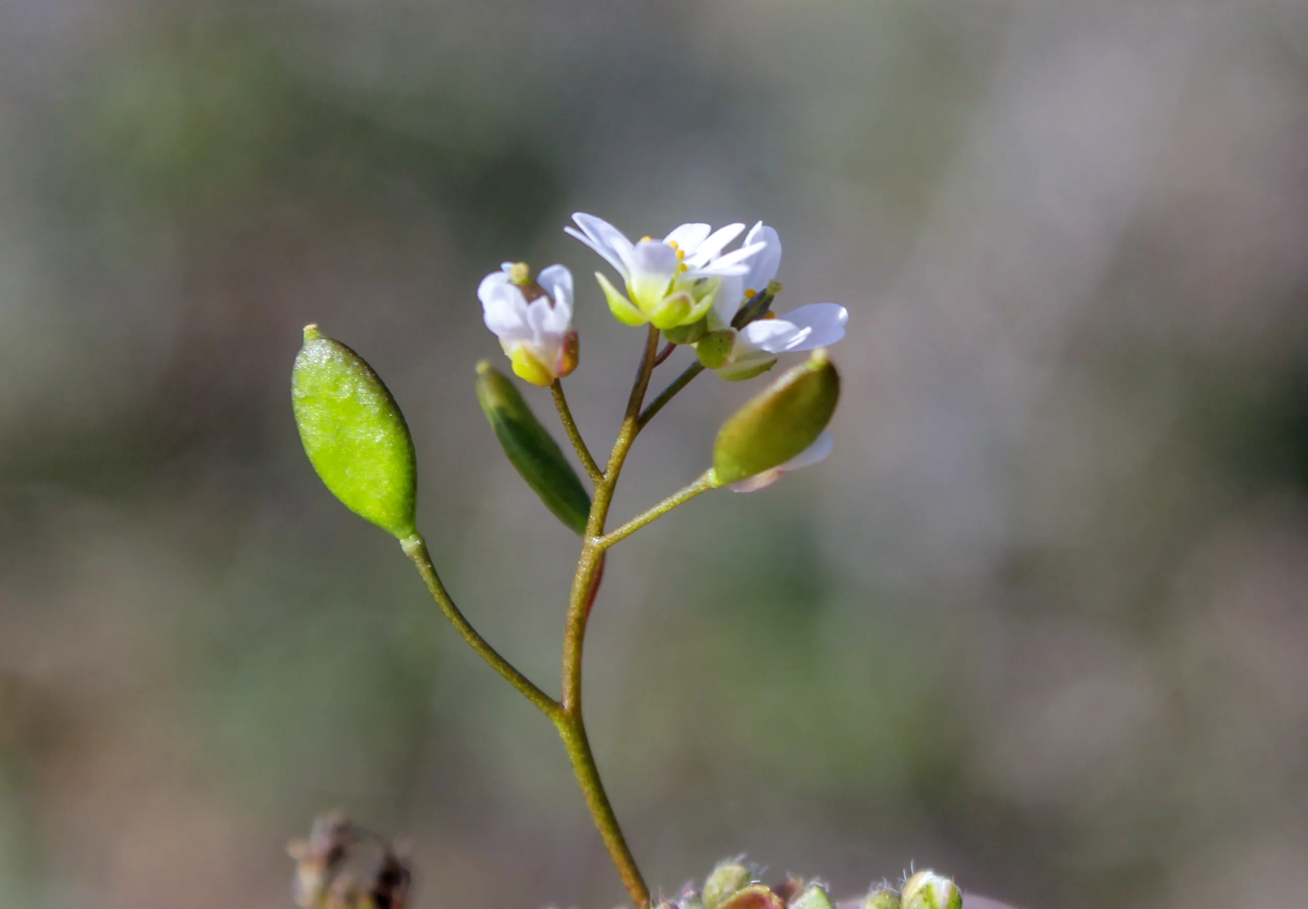 Draba boerhaavii