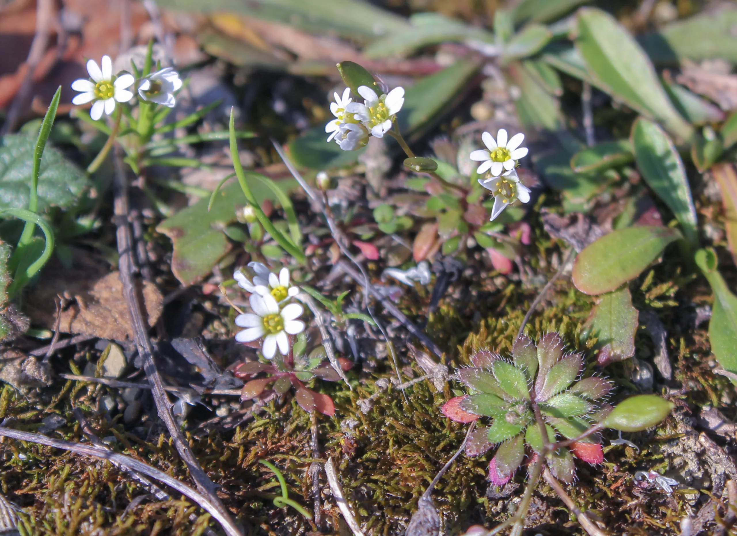 Draba boerhaavii