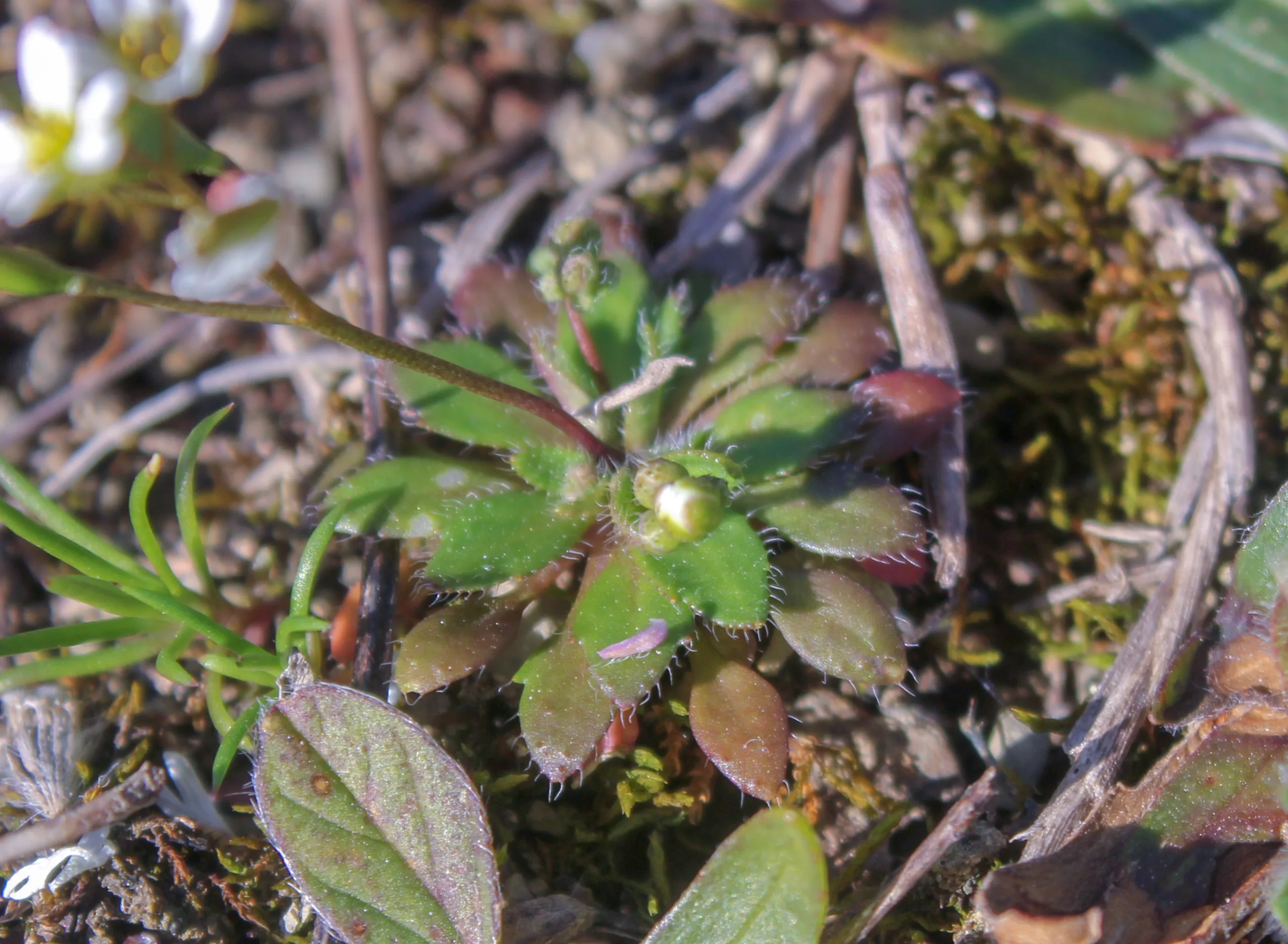 Draba boerhaavii