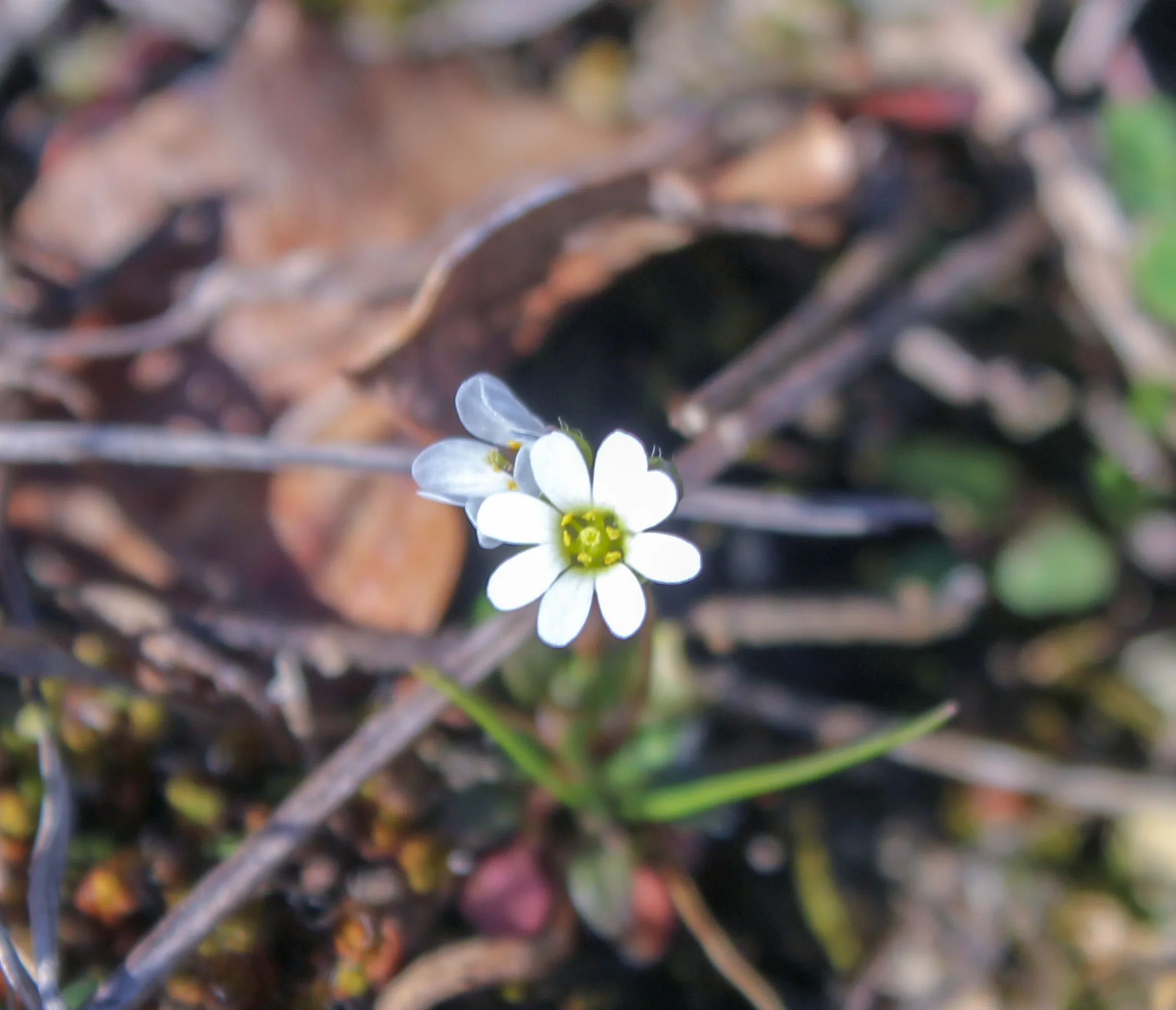 Draba boerhaavii (Küçük çırçırotu)