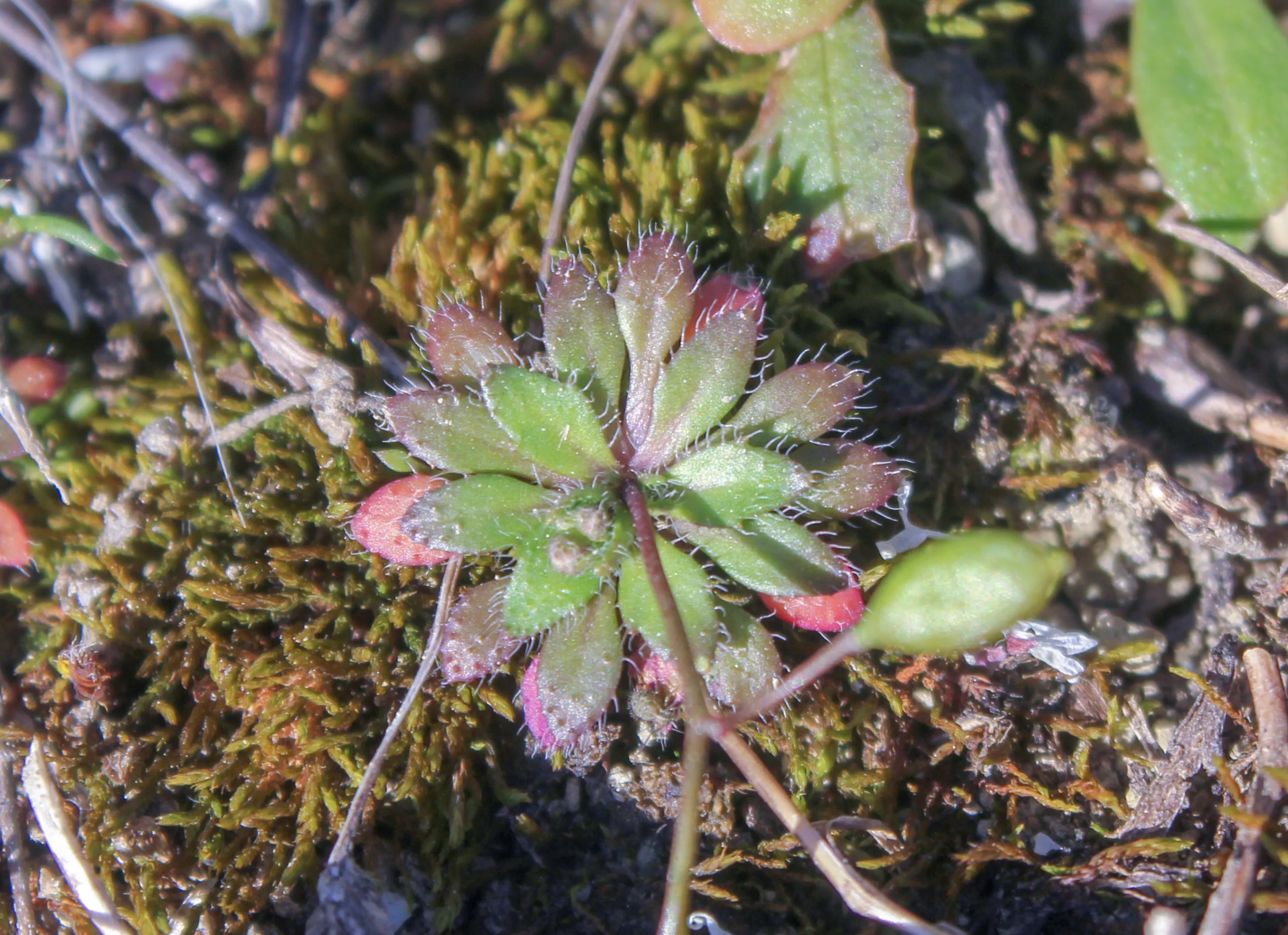 Draba boerhaavii