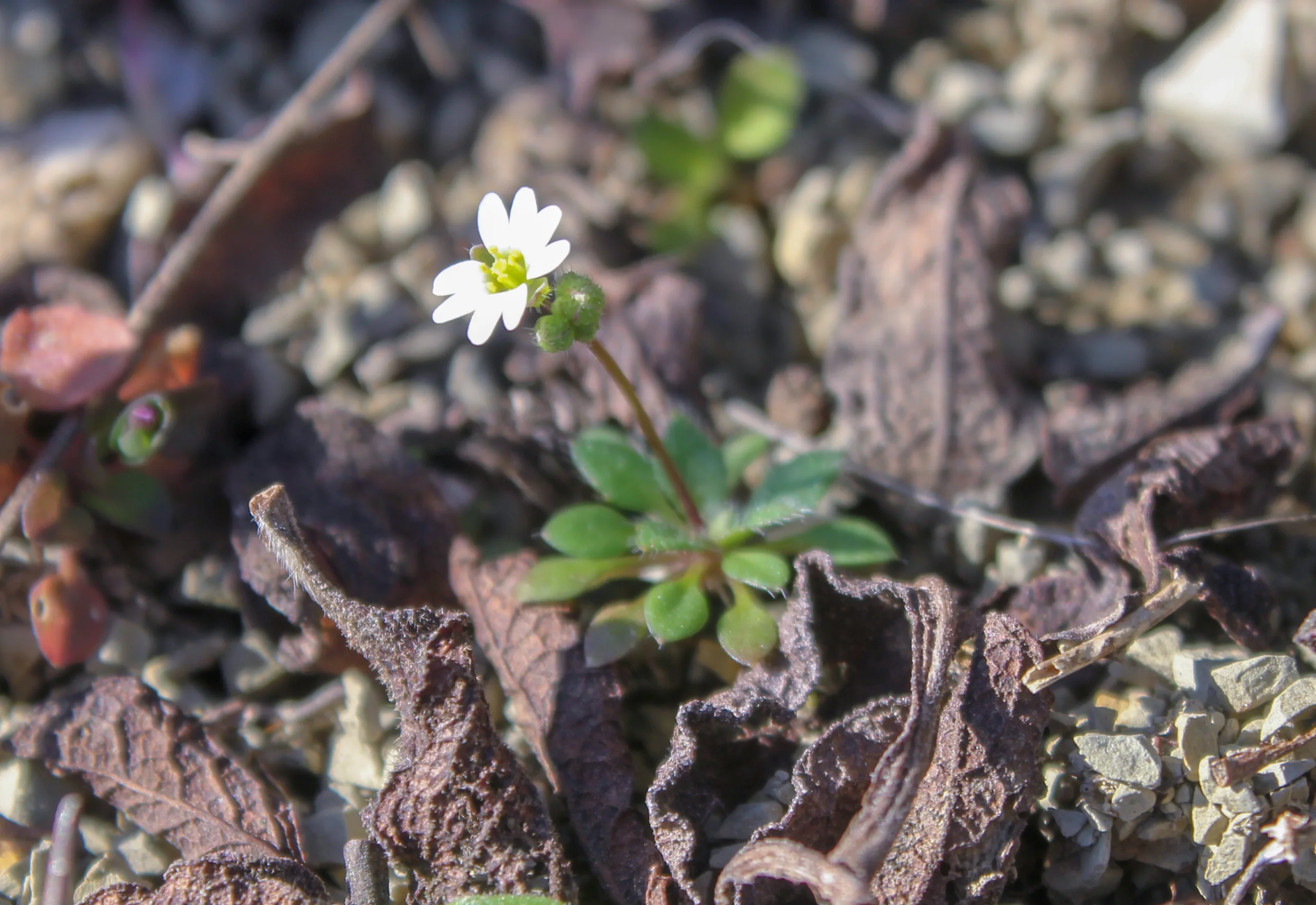 Draba boerhaavii