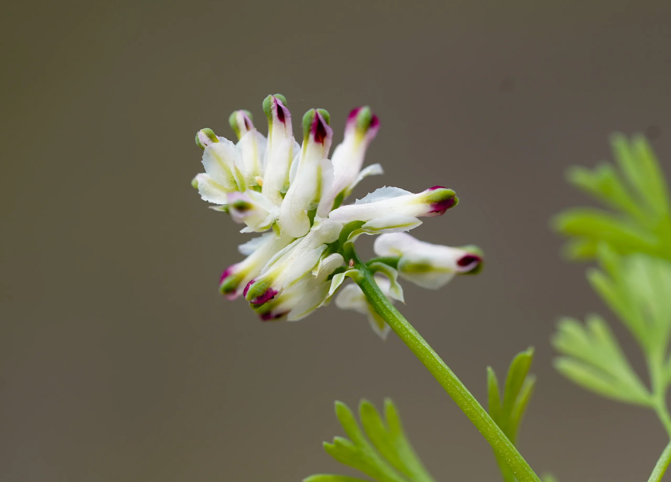 Fumaria kralikii (Gül şahtere)
