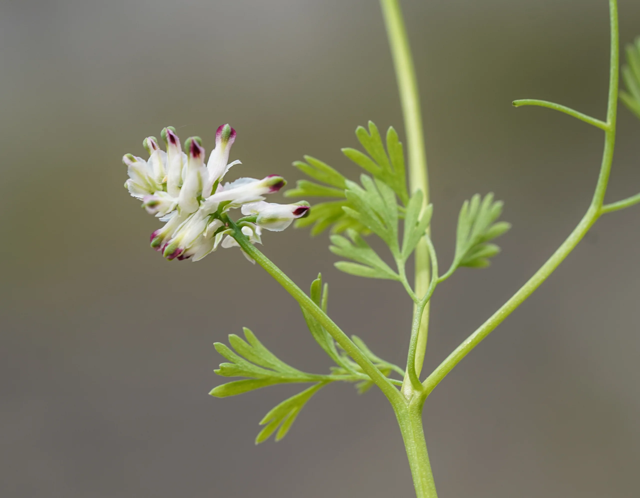 Fumaria kralikii