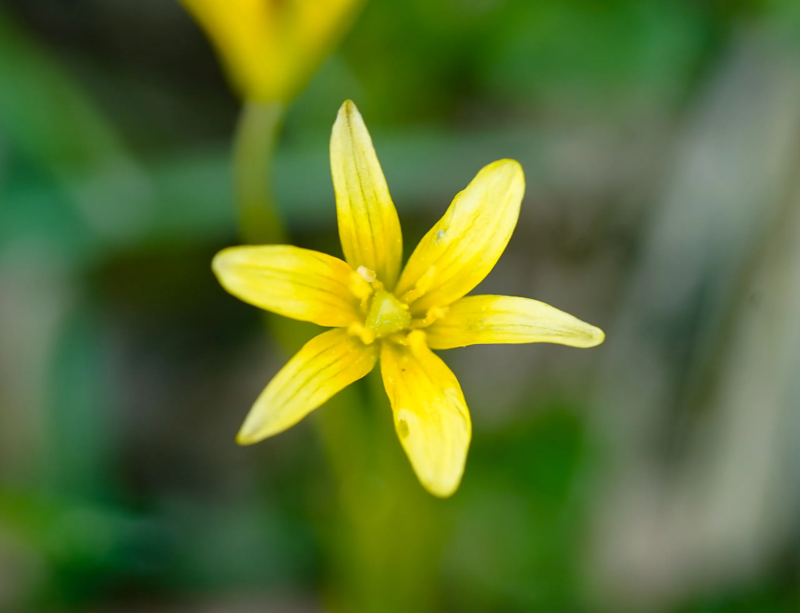 Gagea bithynica (Çam yıldızı)