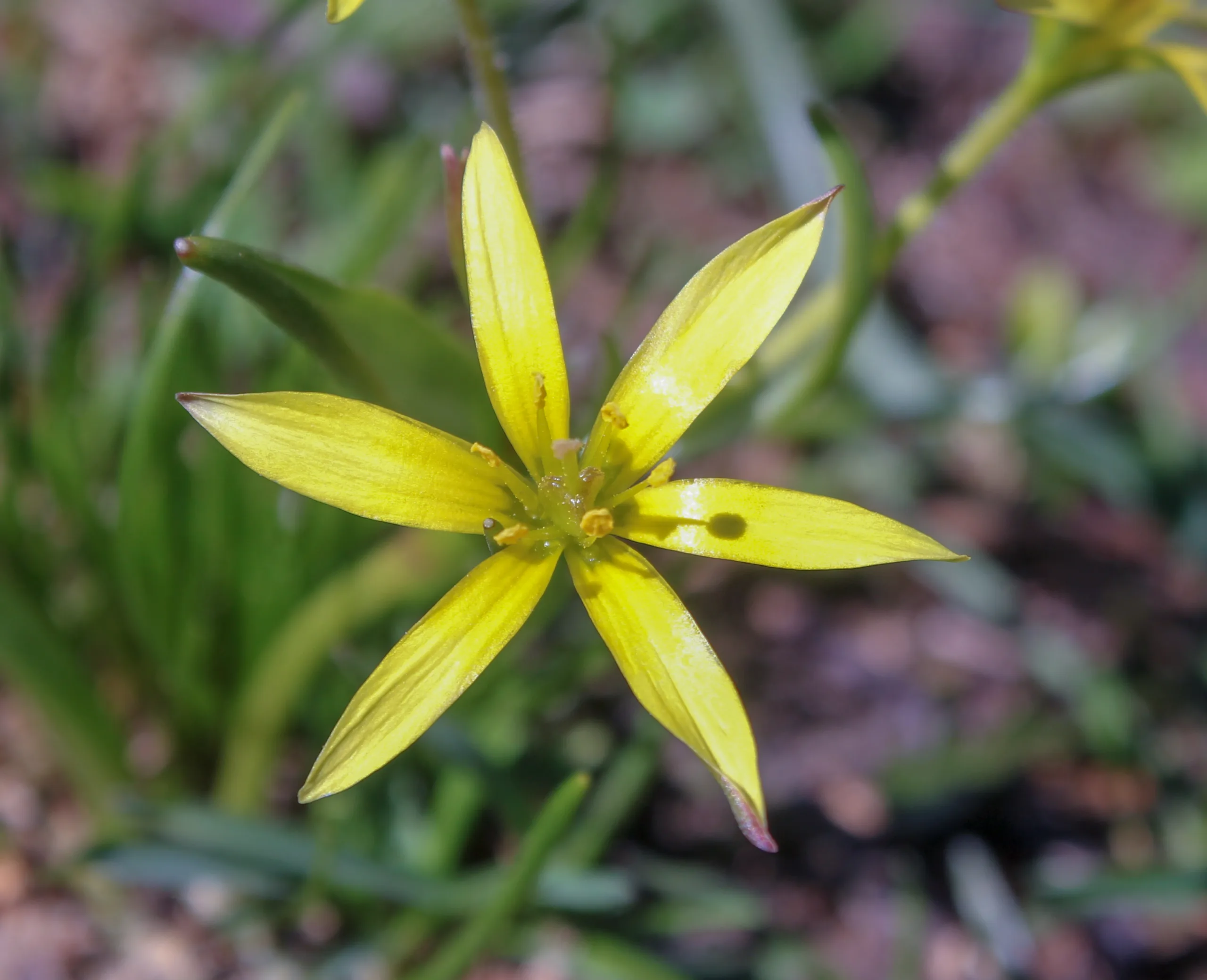 Gagea fragifera (Yayla yıldızı)