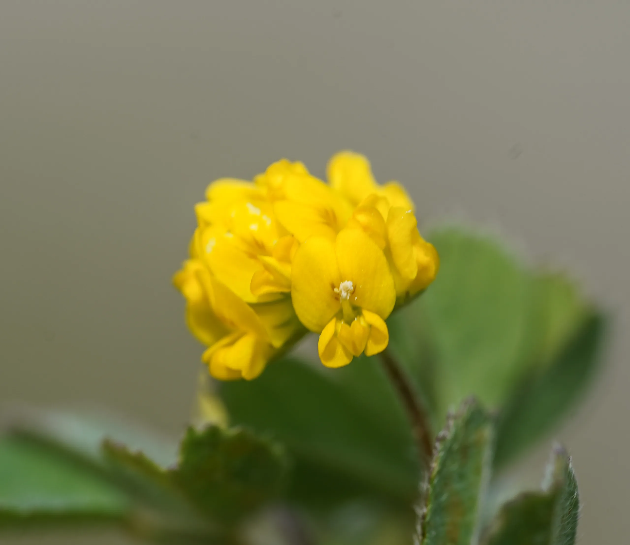 Medicago coronata (Gevşek yonca)