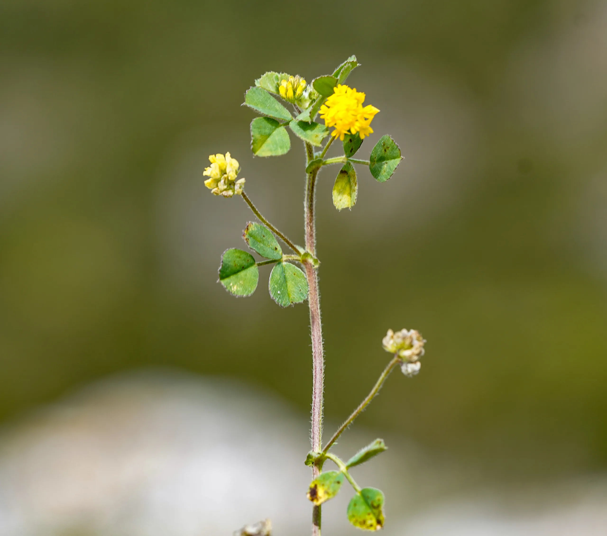 Medicago coronata