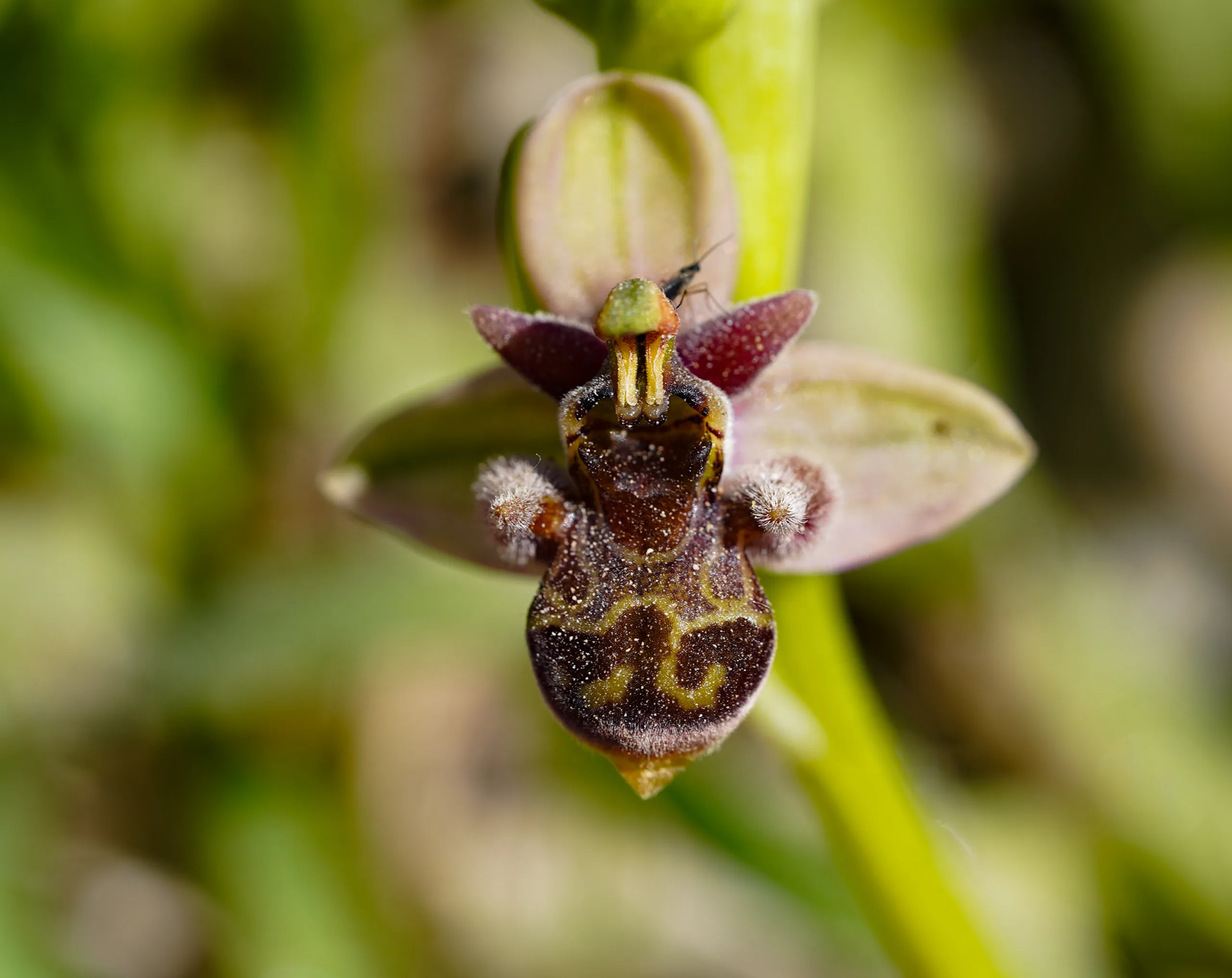 Ophrys × grafiana