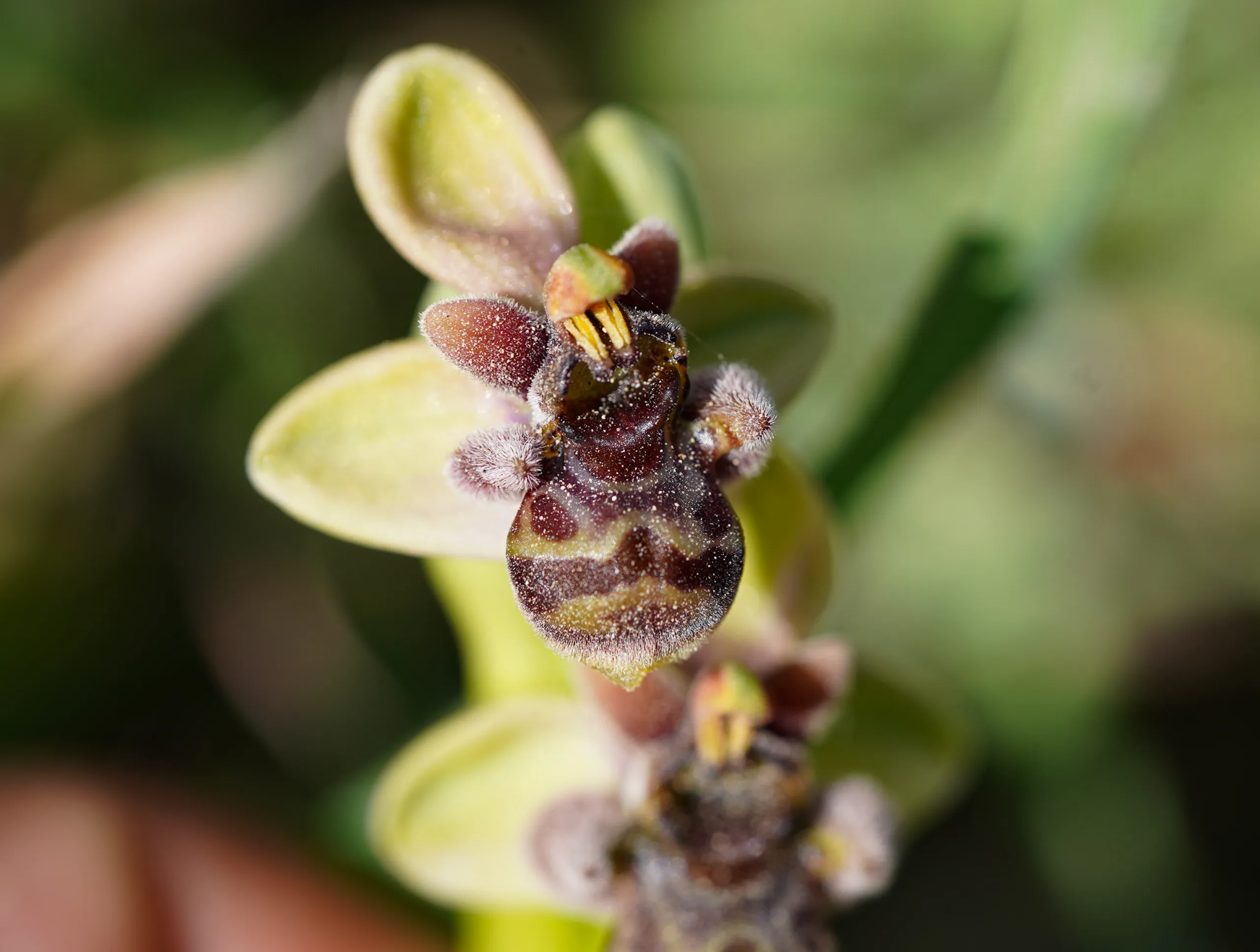 Ophrys × grafiana