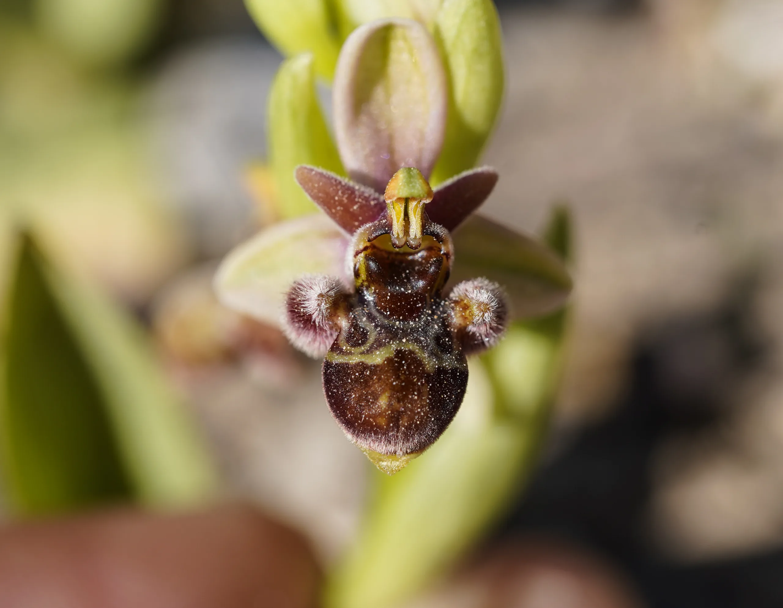 Ophrys × grafiana