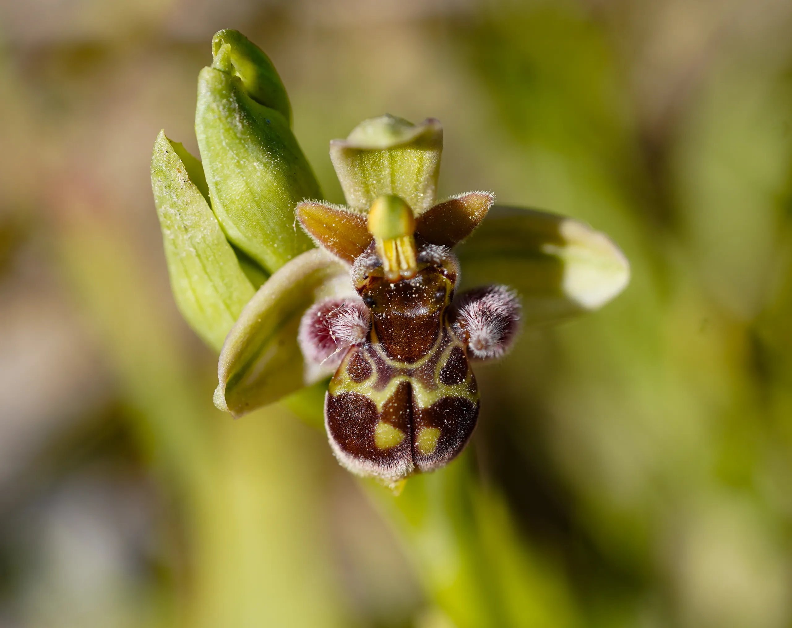 Ophrys × grafiana