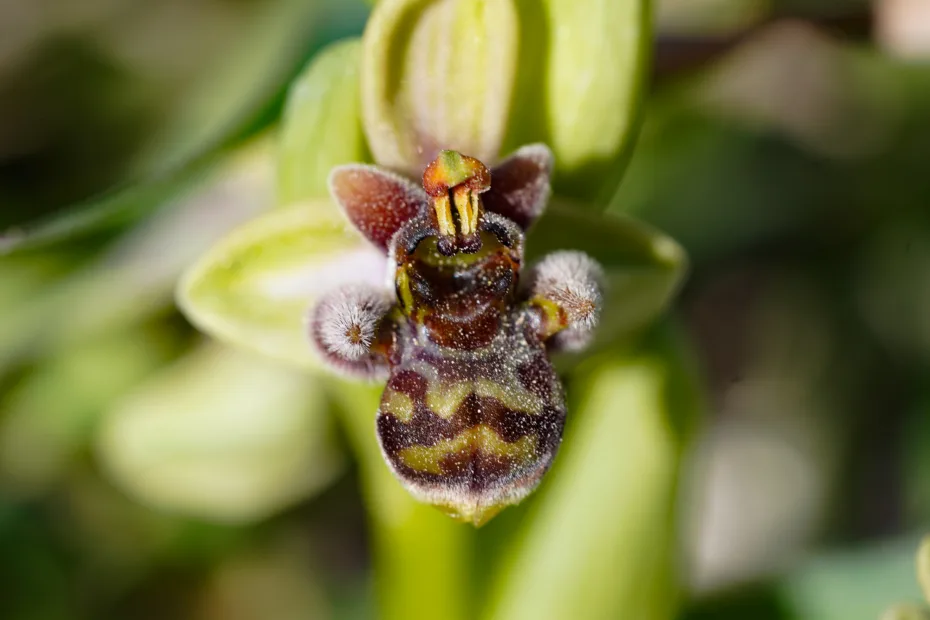 Ophrys × grafiana