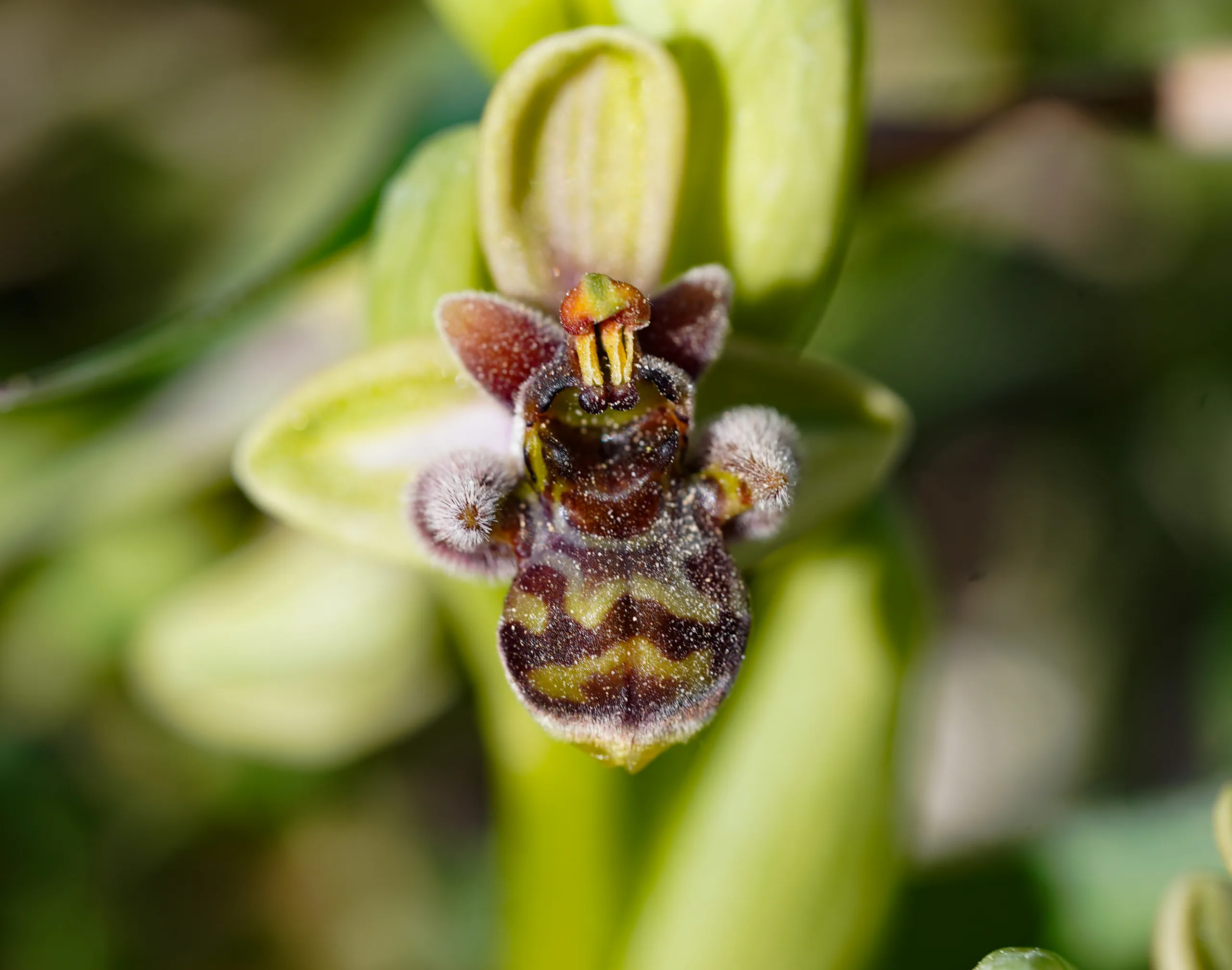 Ophrys × grafiana (Melez arısalebi)