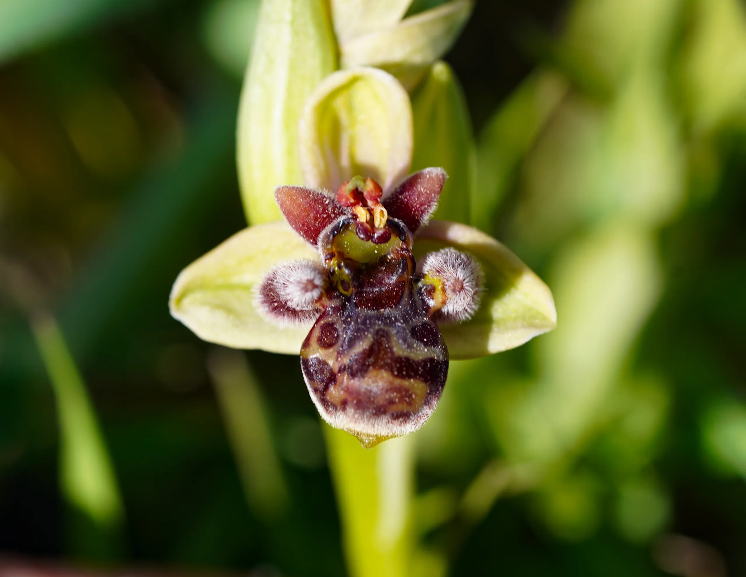 Ophrys × grafiana