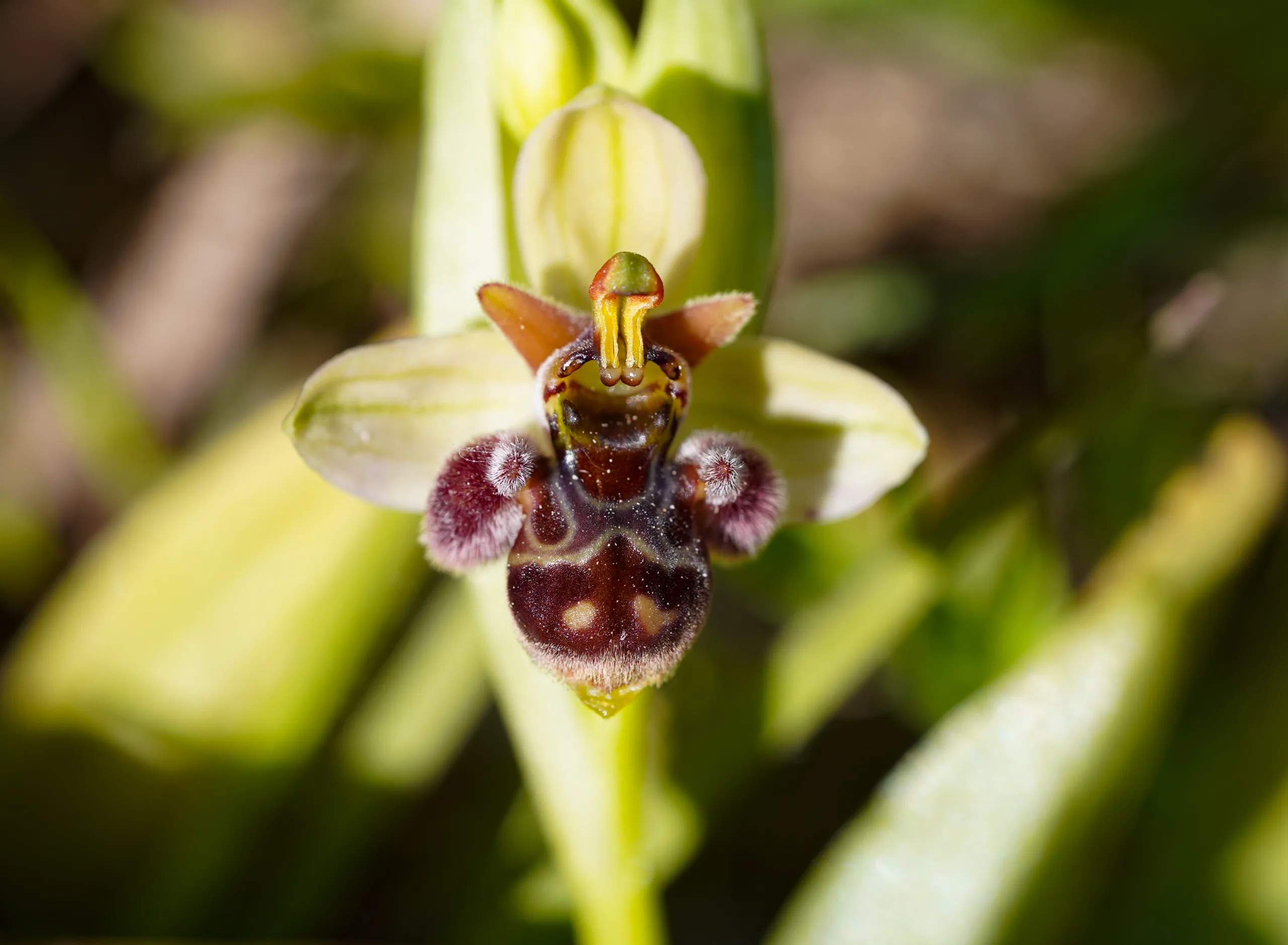 Ophrys × grafiana