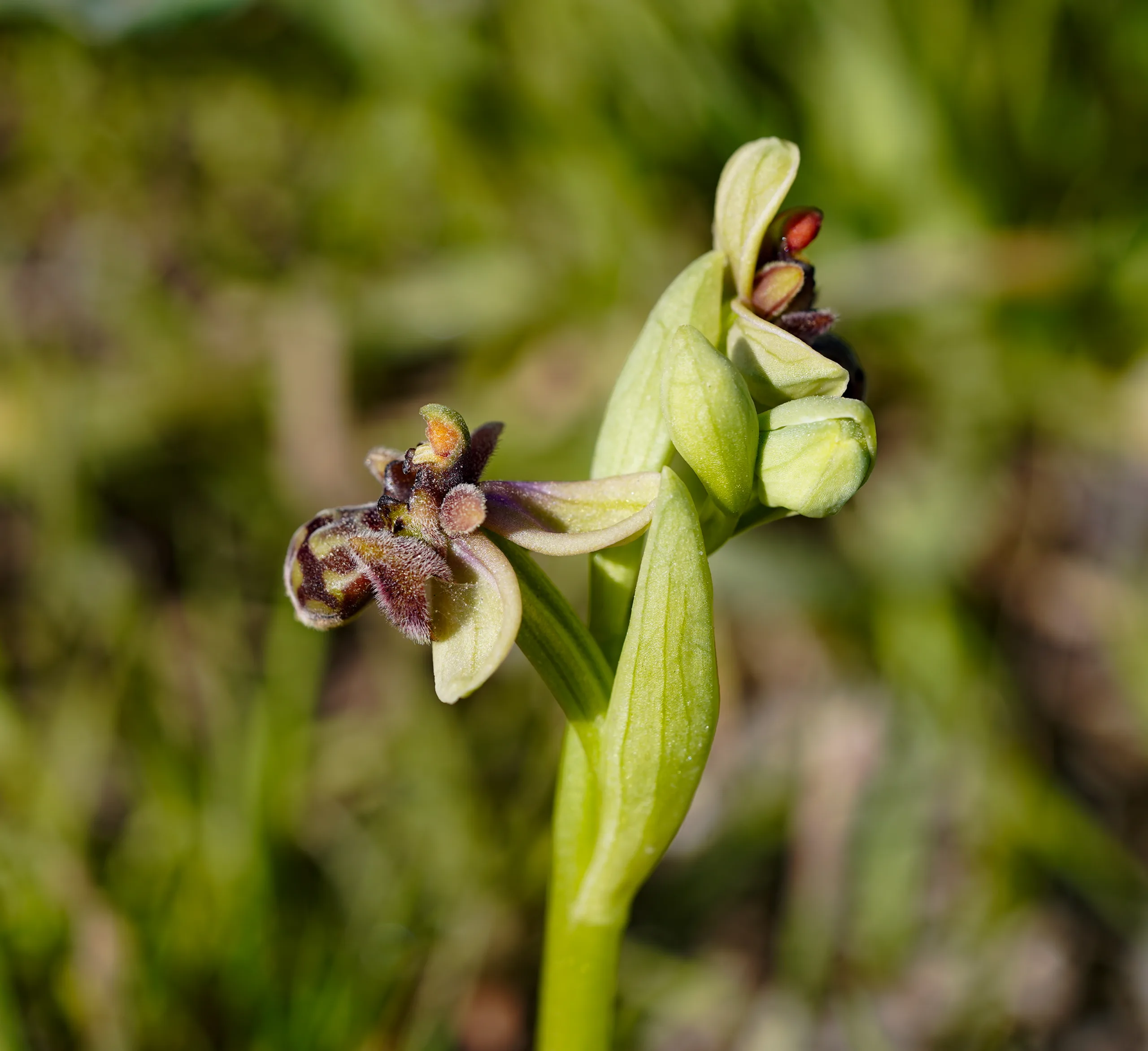 Ophrys × grafiana