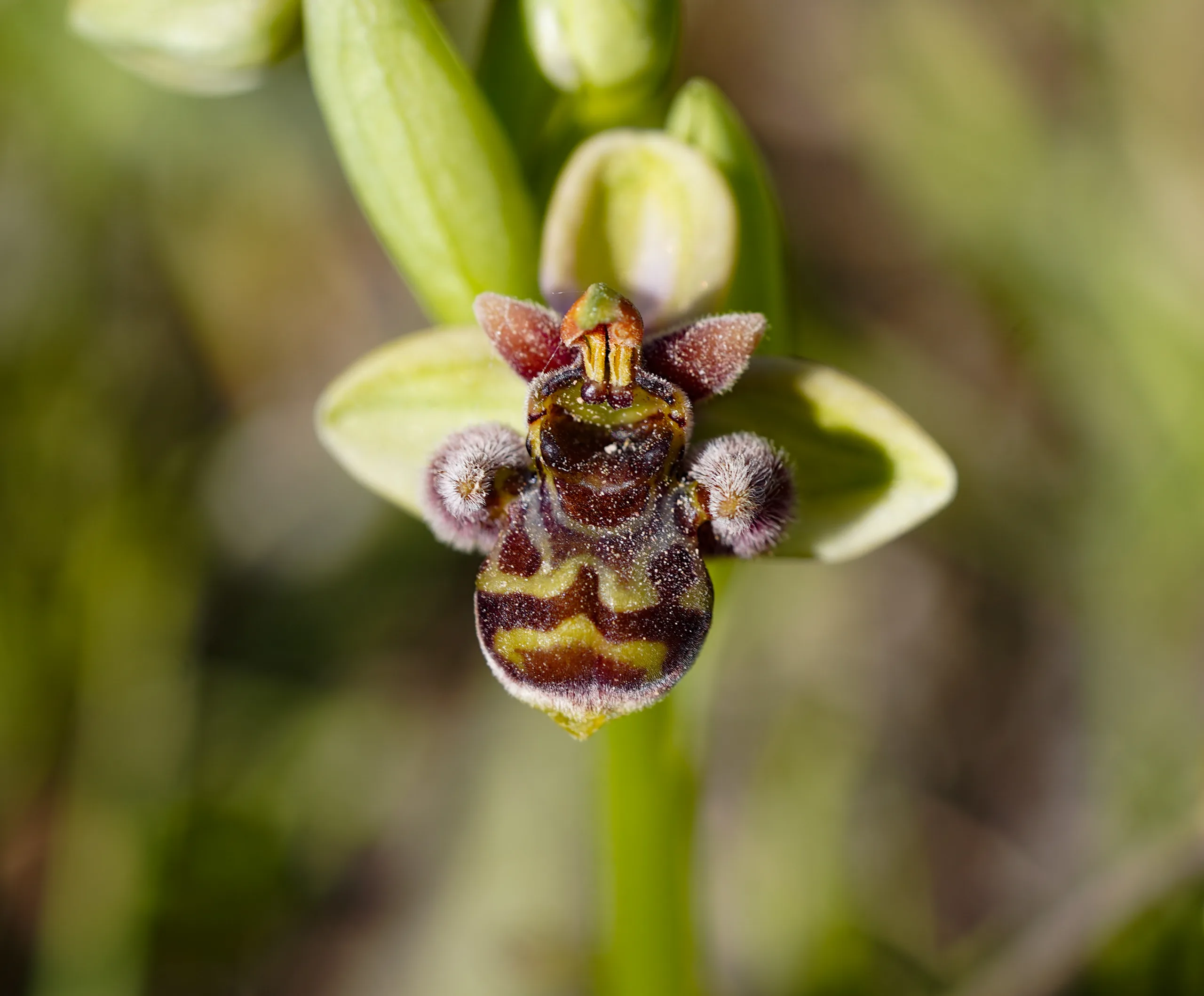 Ophrys × grafiana