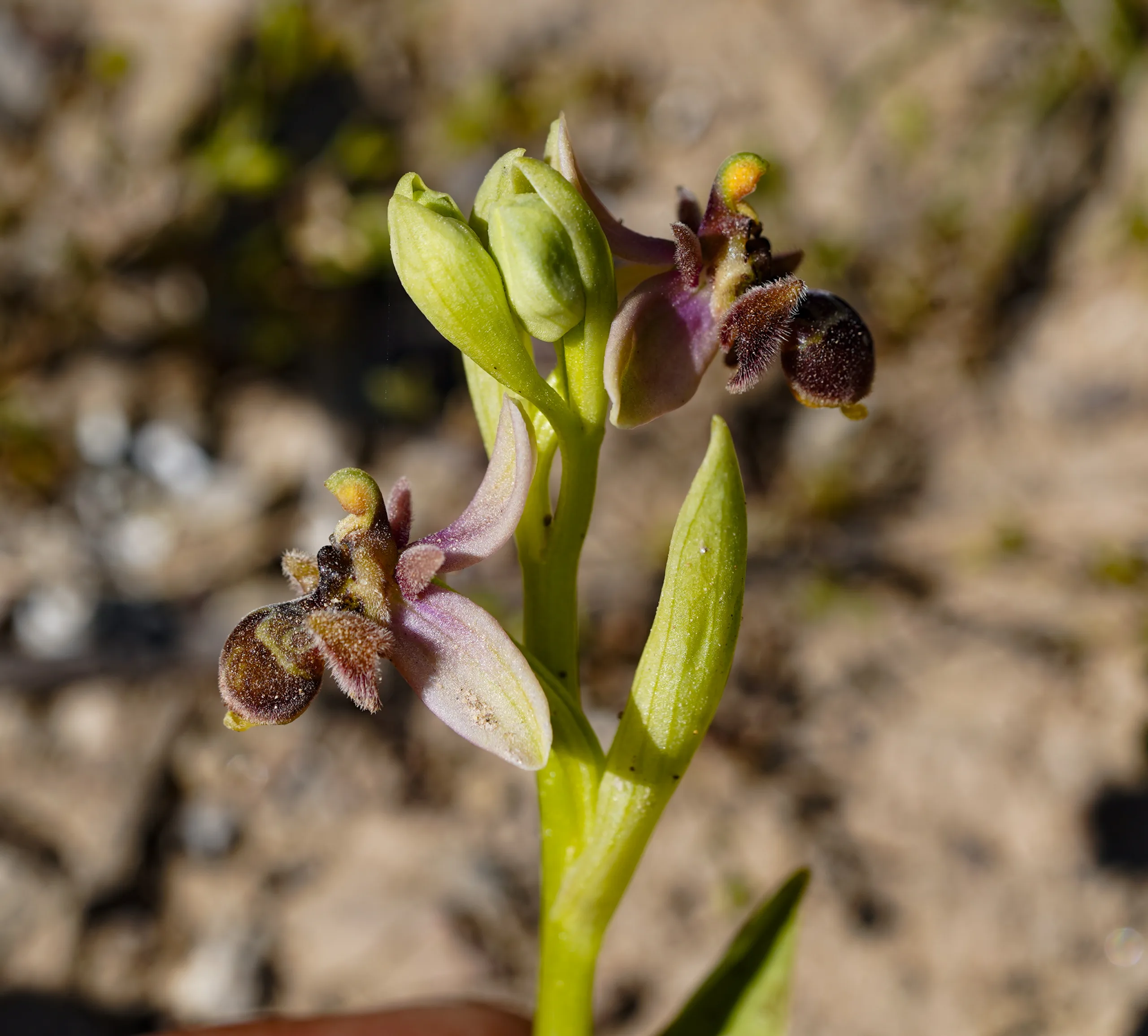 Ophrys × grafiana