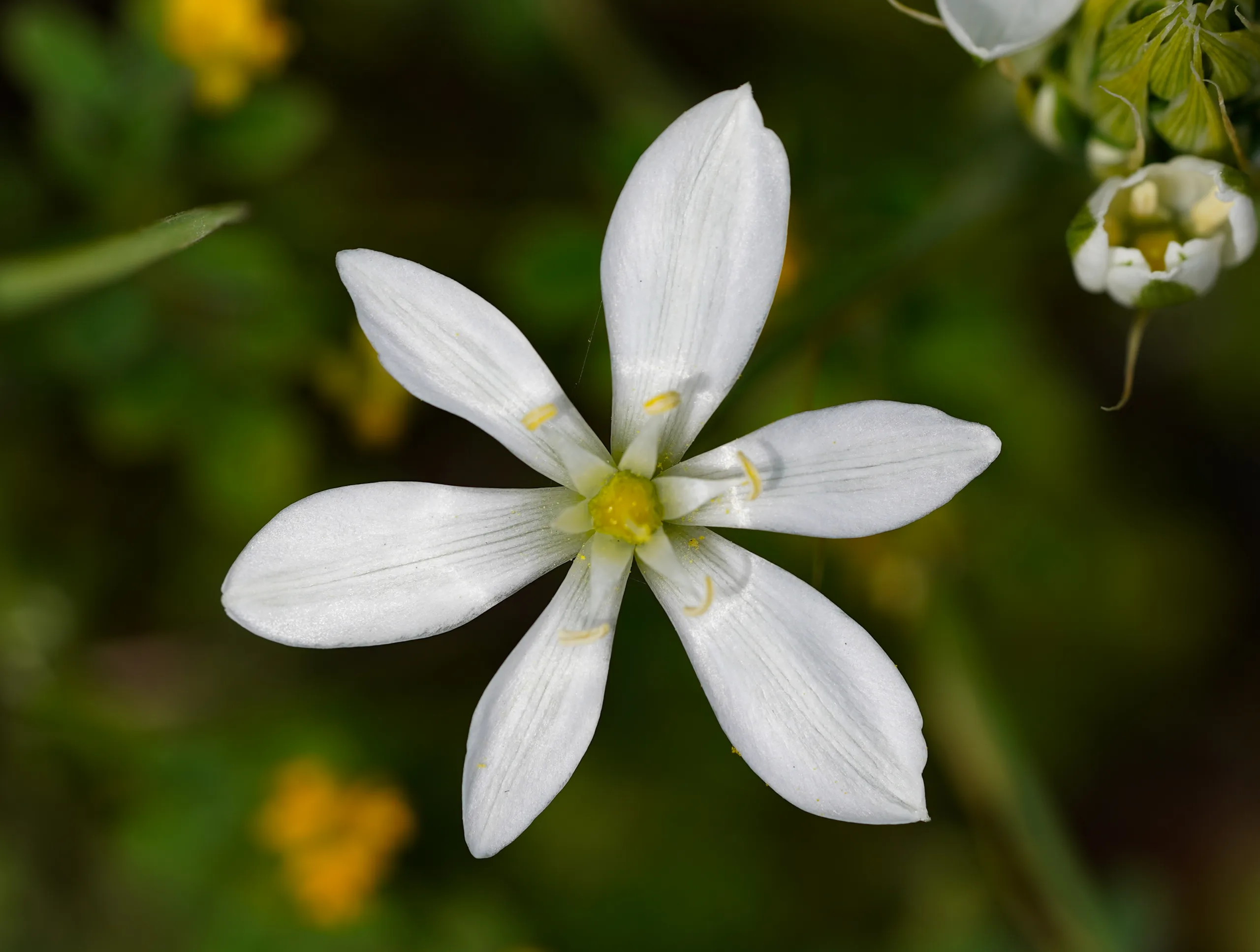 Ornithogalum montanum (Dağ akyıldızı)