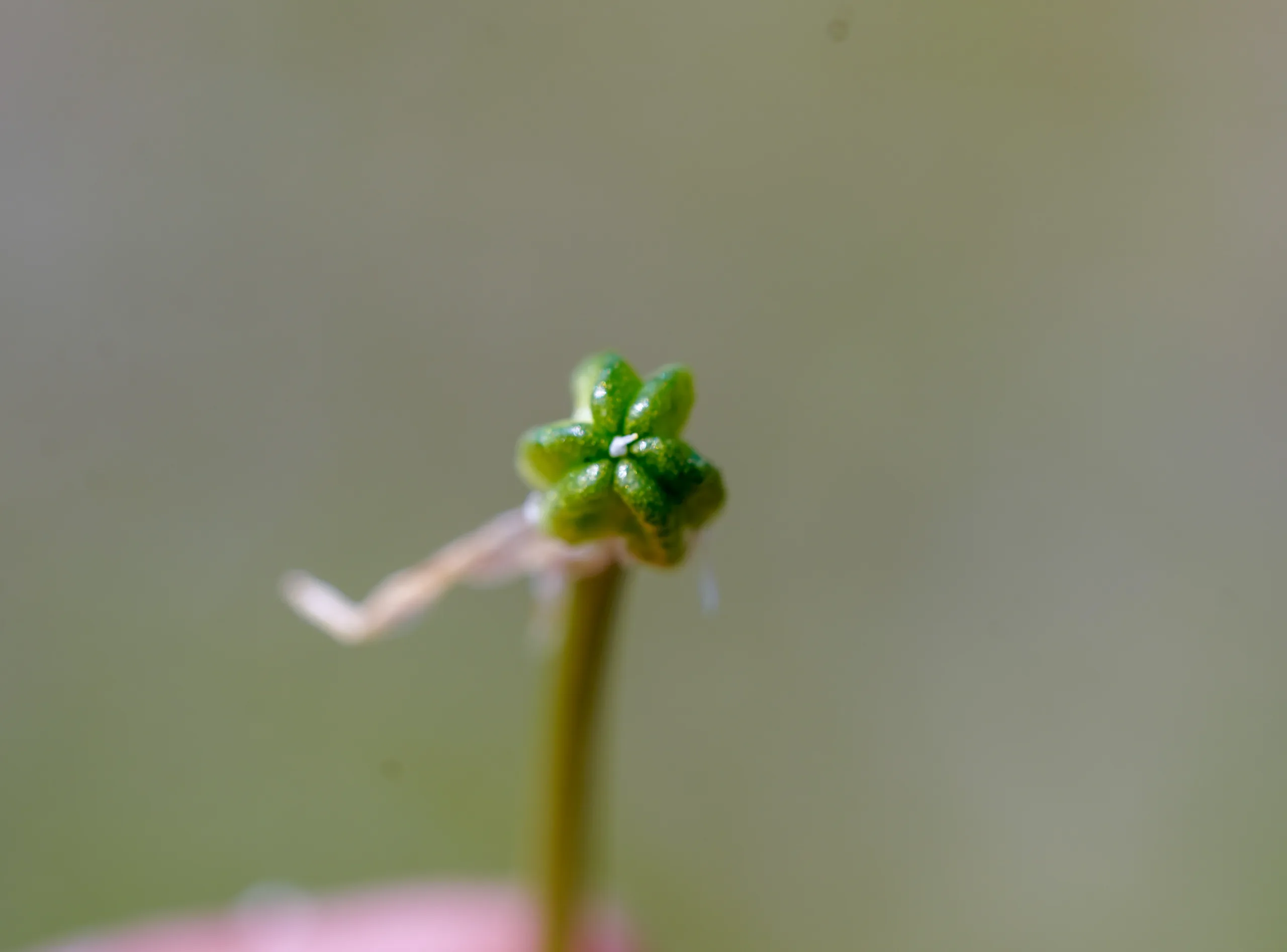 Ornithogalum montanum