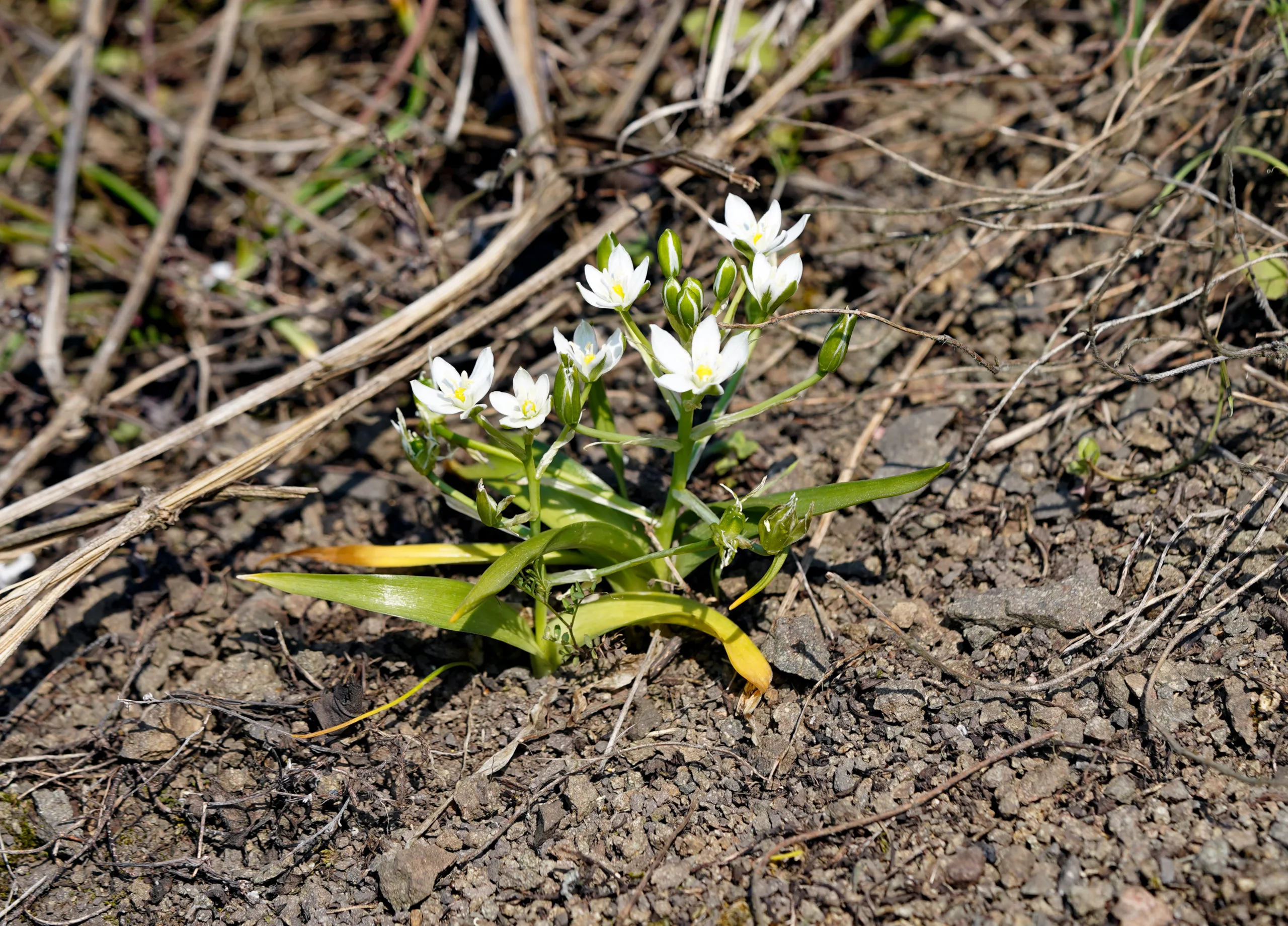 Ornithogalum montanum