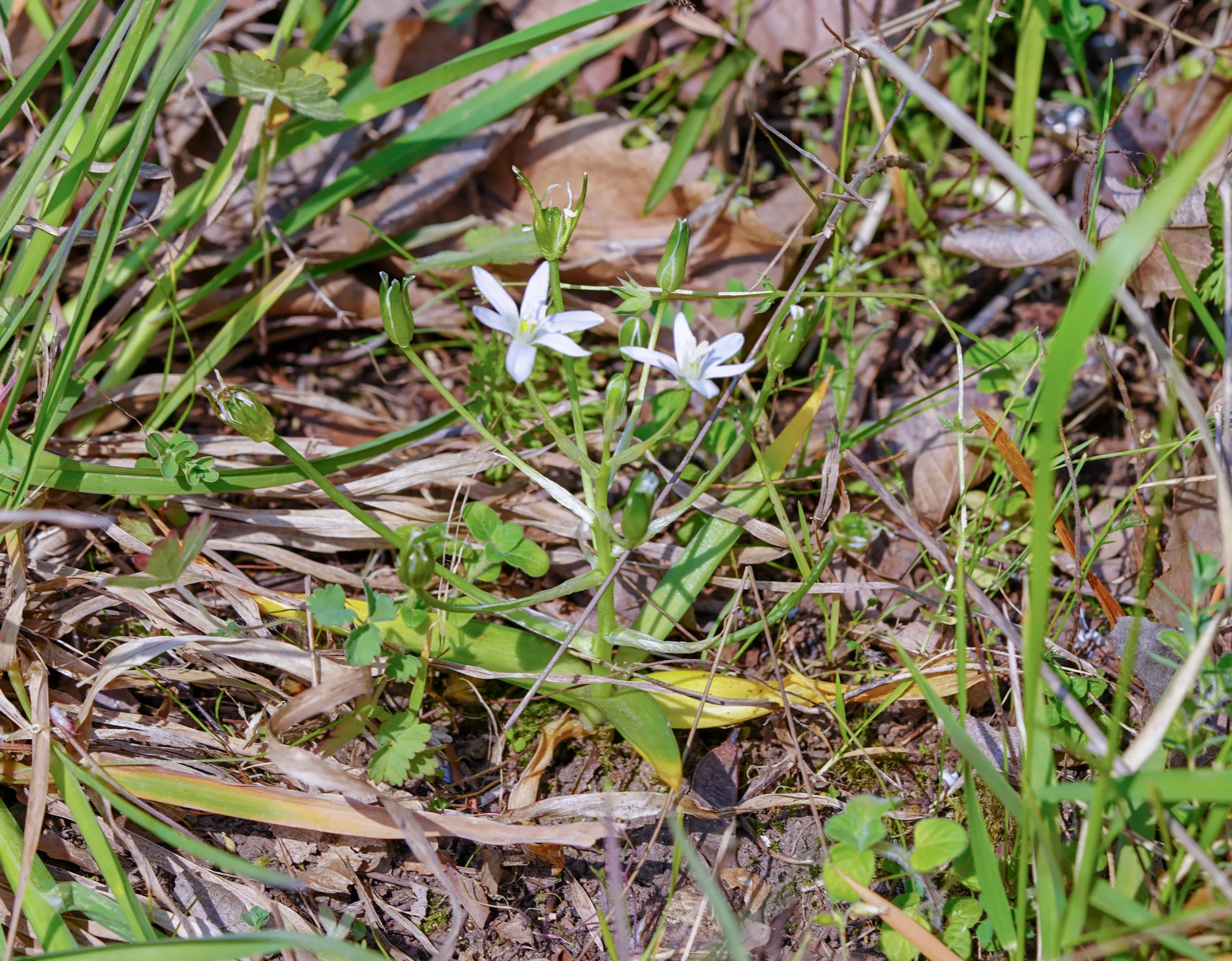 Ornithogalum montanum