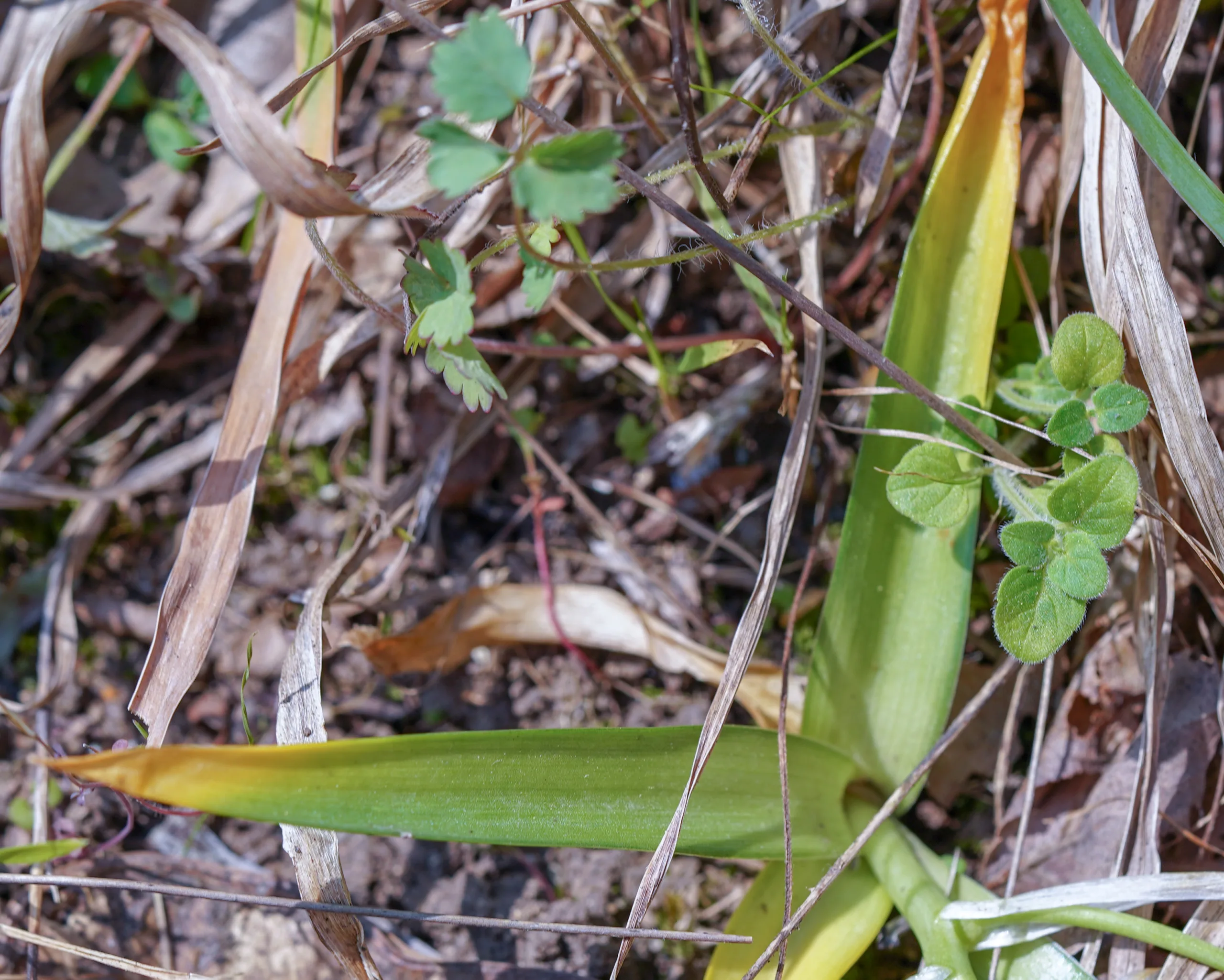 Ornithogalum montanum