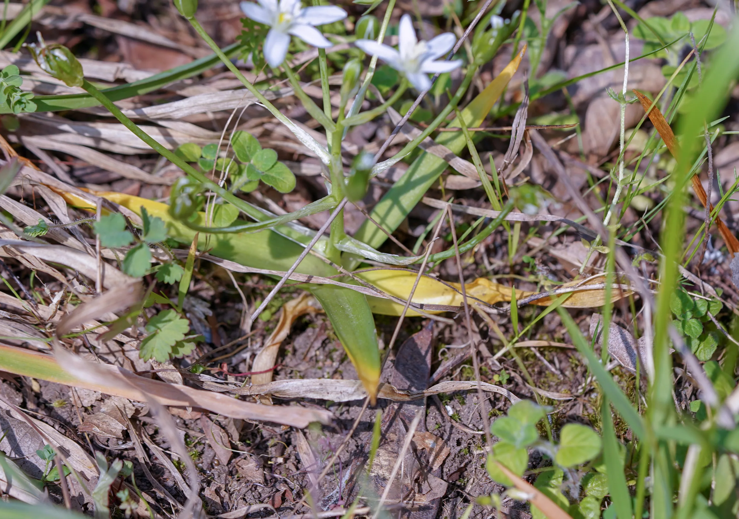 Ornithogalum montanum