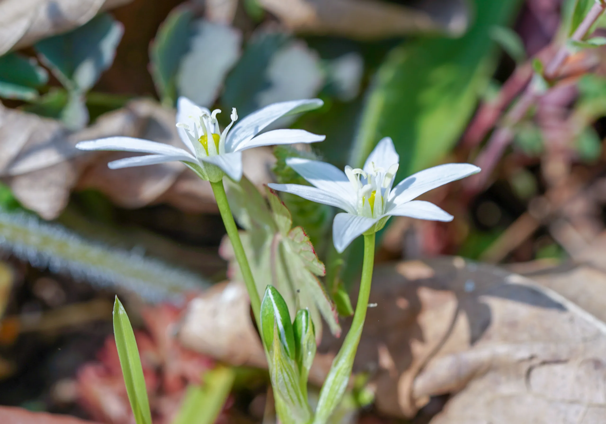 Ornithogalum montanum