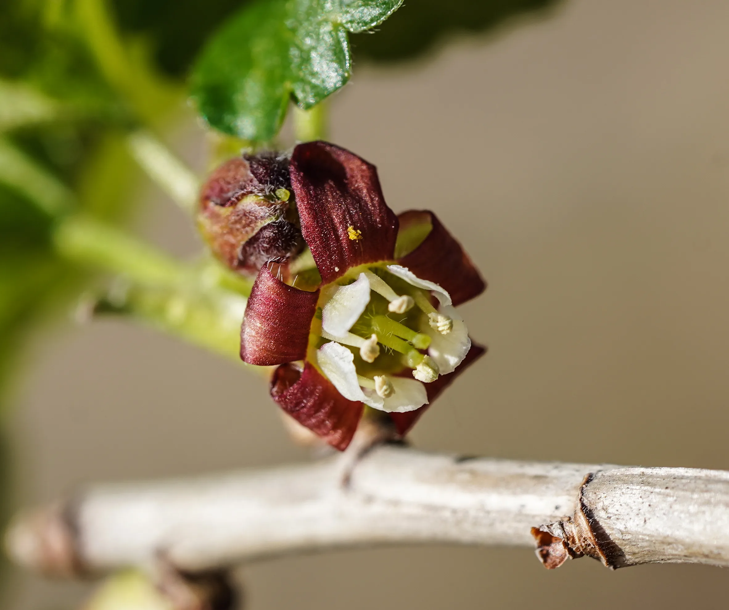 Grossulariaceae (Bektaşiüzümügiller)