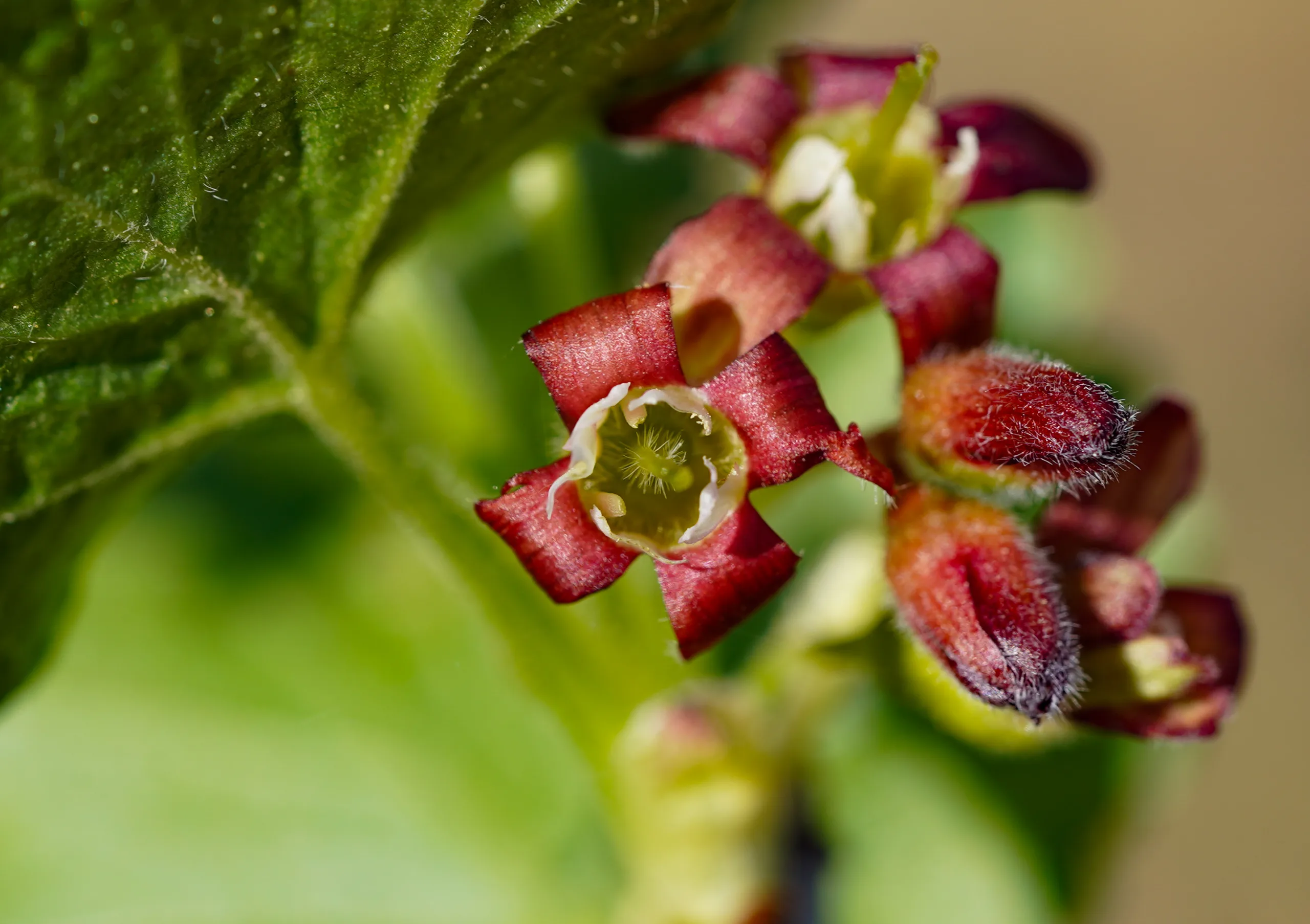 Ribes nigrum (Karagat)