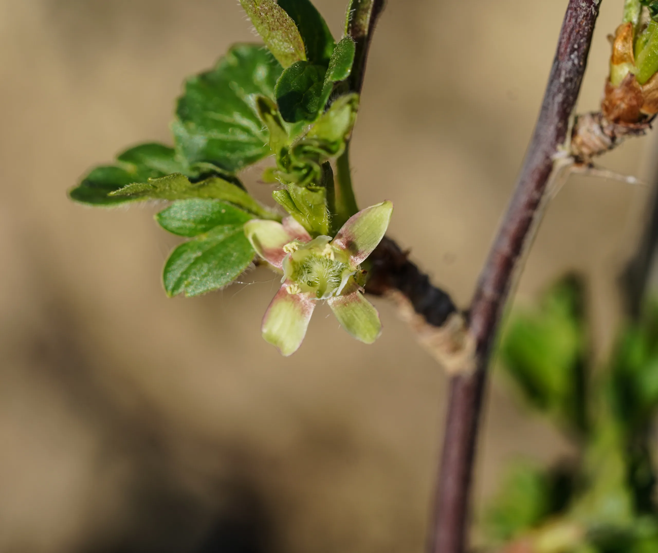 Ribes uva-crispa