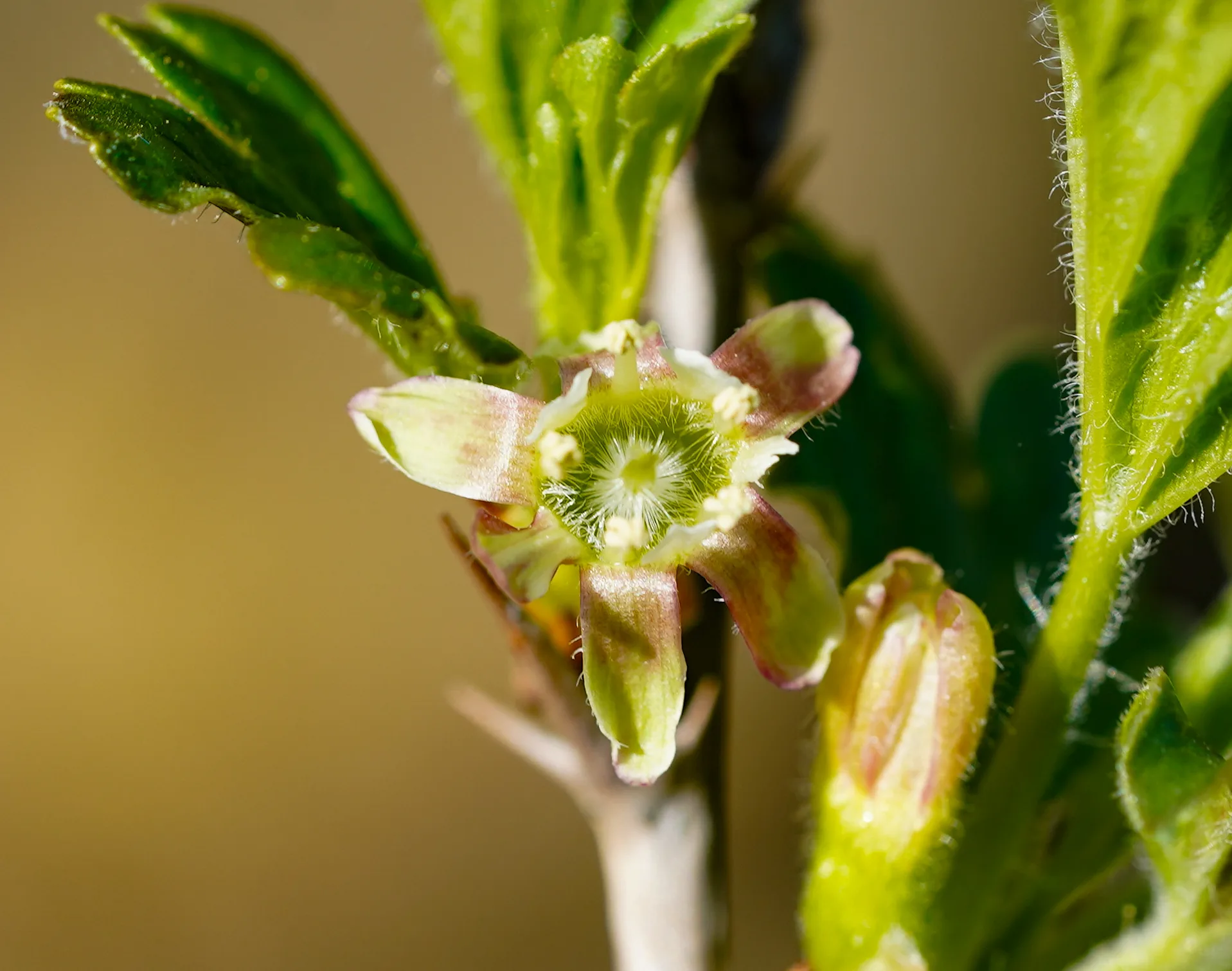 Ribes uva-crispa (Bektaşi üzümü)