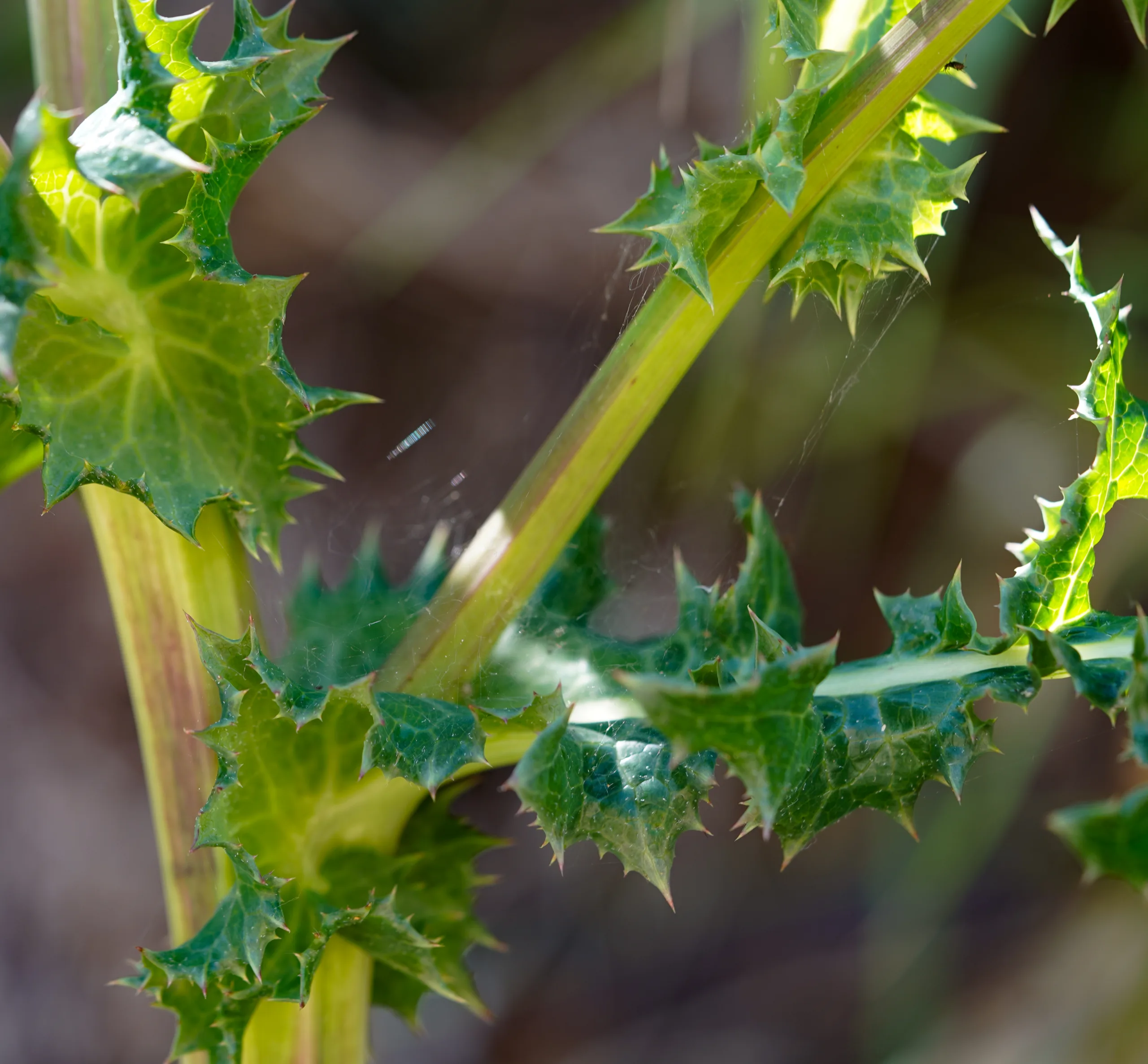 Sonchus arvensis