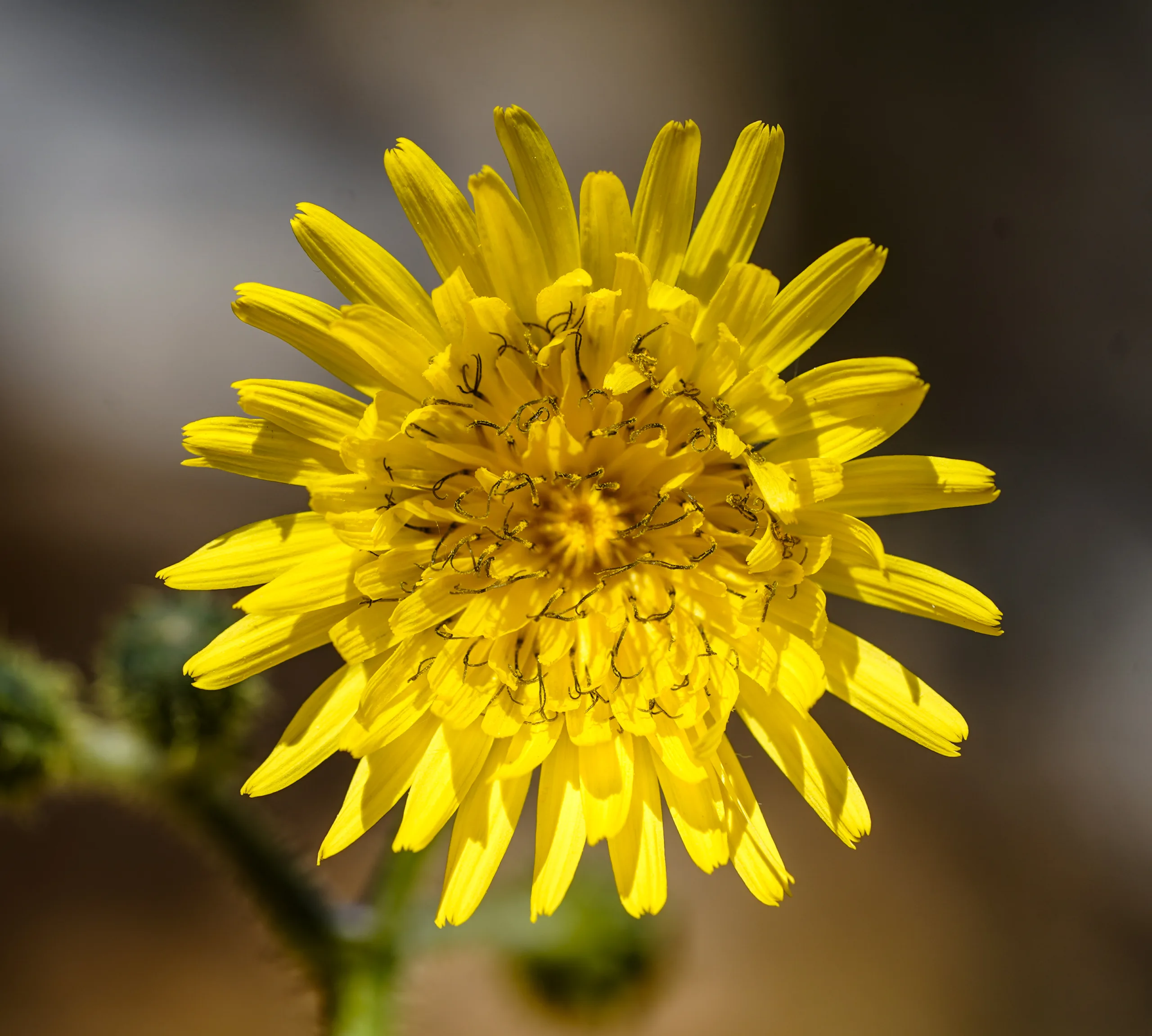 Sonchus arvensis (Sökelek)