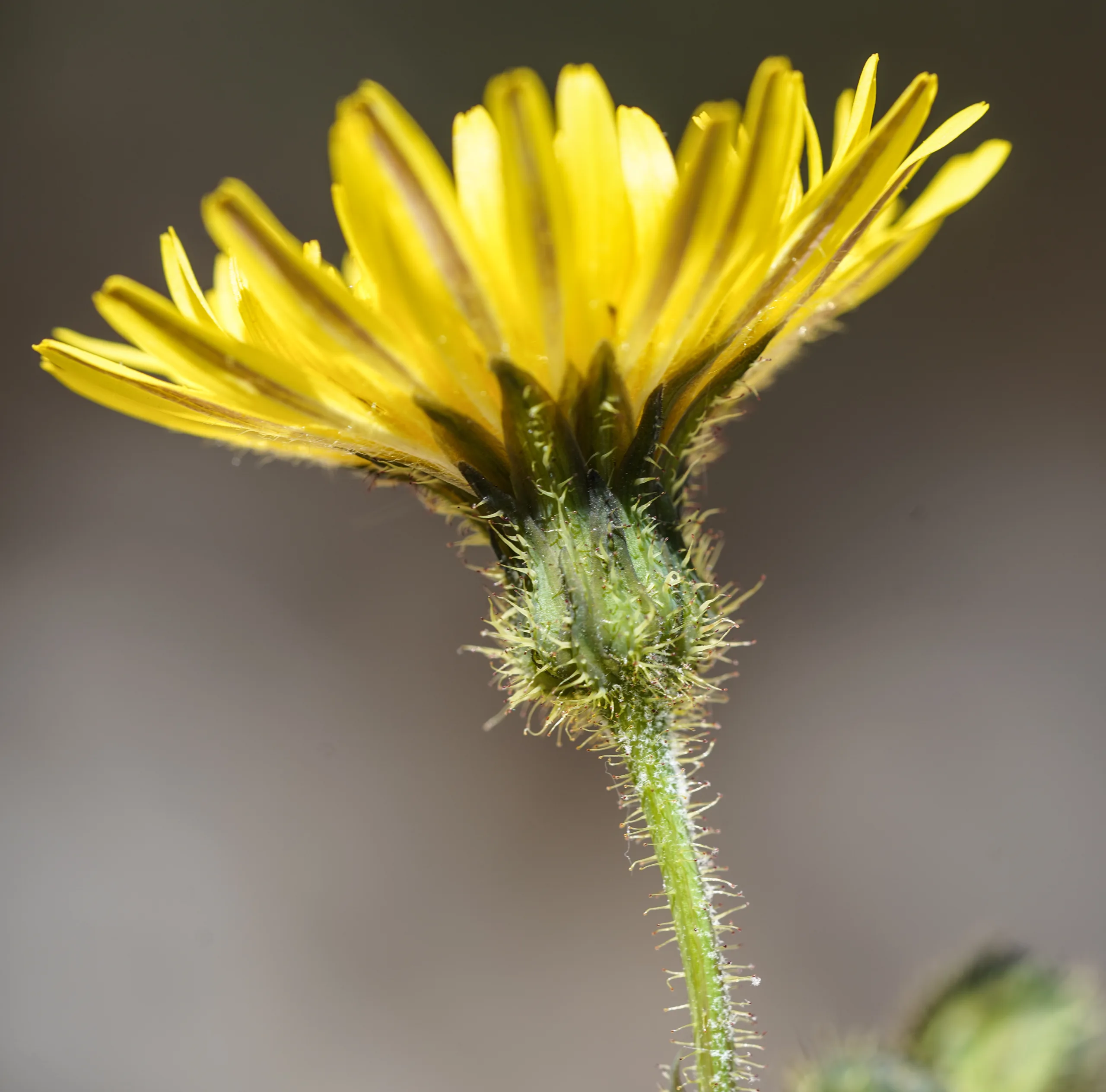 Sonchus arvensis
