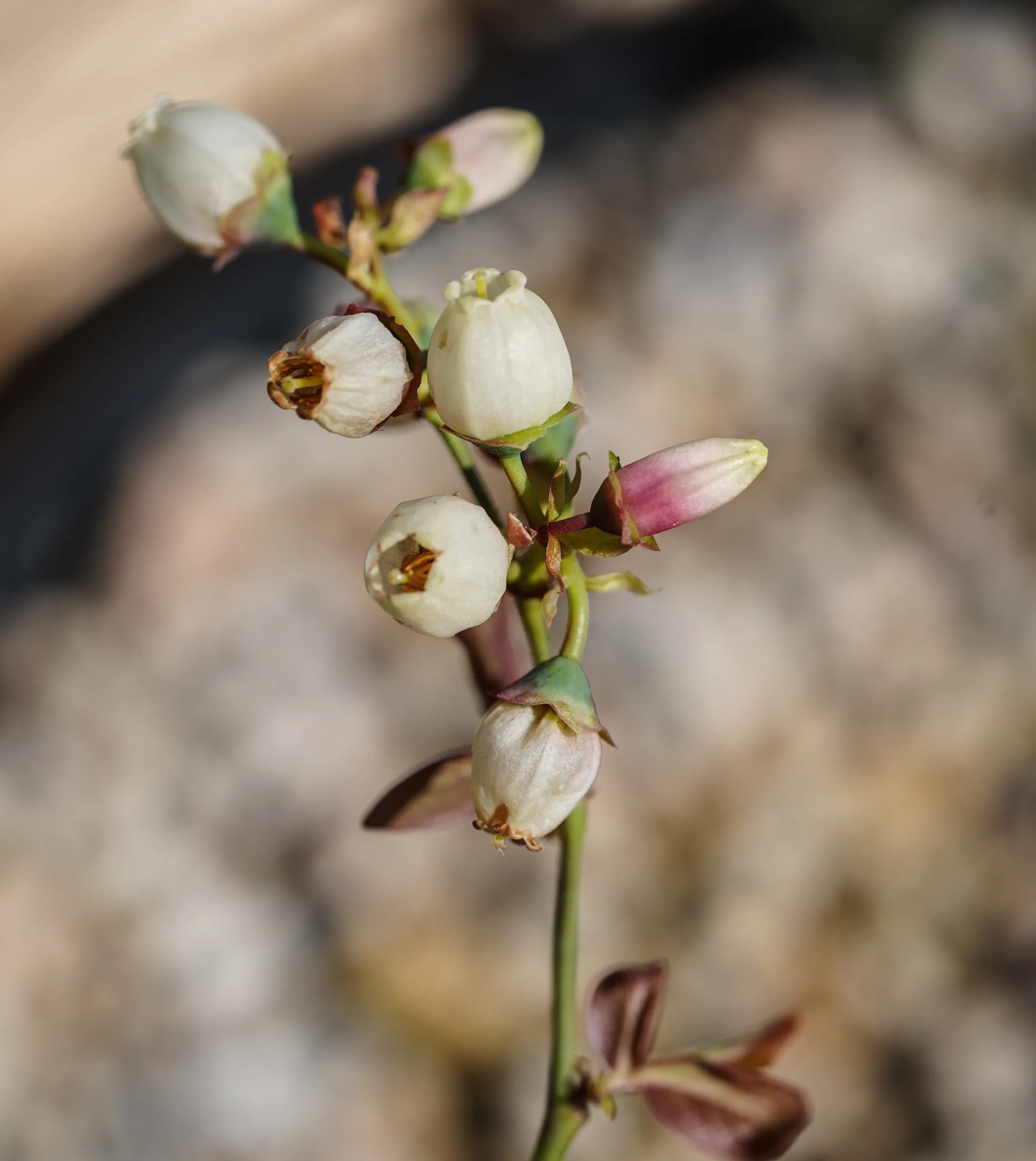 Vaccinium corymbosum