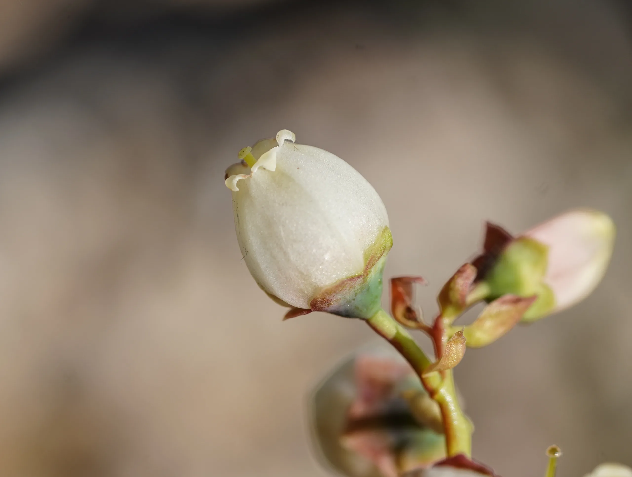 Vaccinium corymbosum (Yaban mersini)