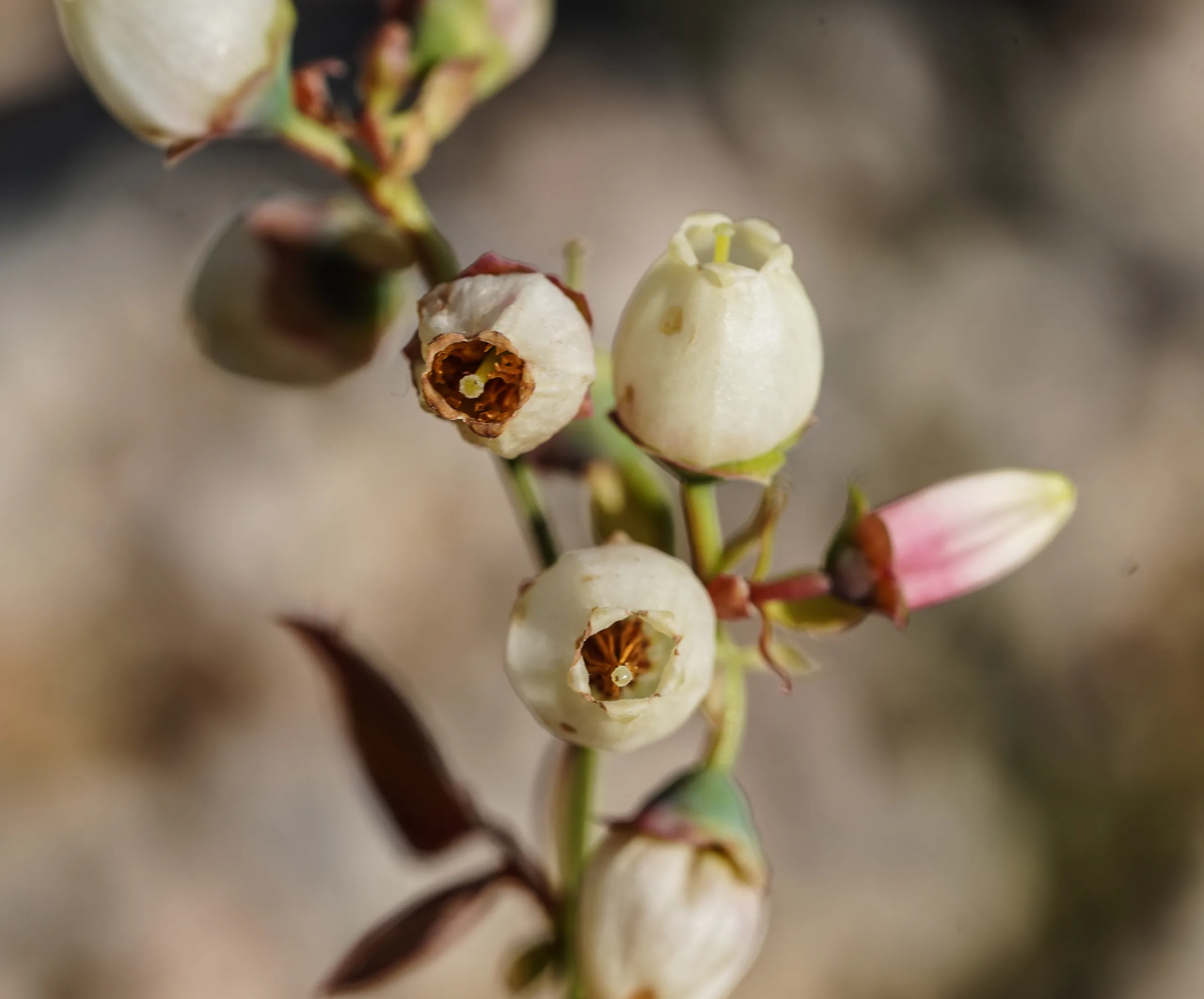 Vaccinium corymbosum
