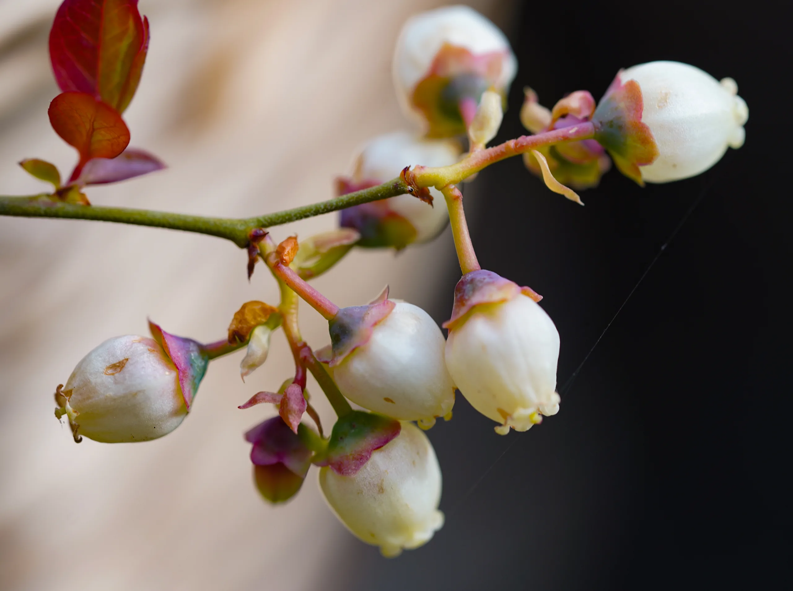 Vaccinium corymbosum