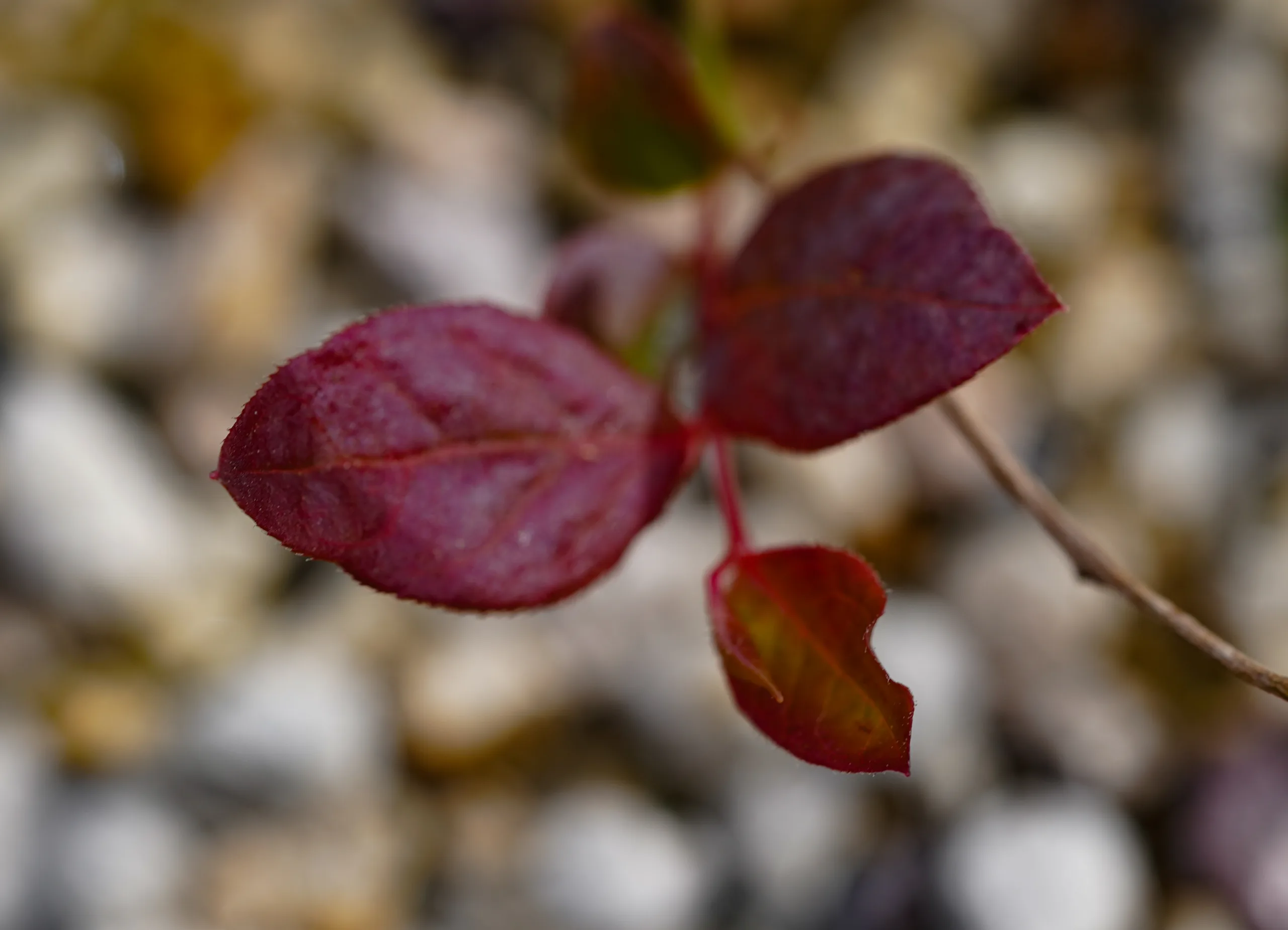 Vaccinium corymbosum