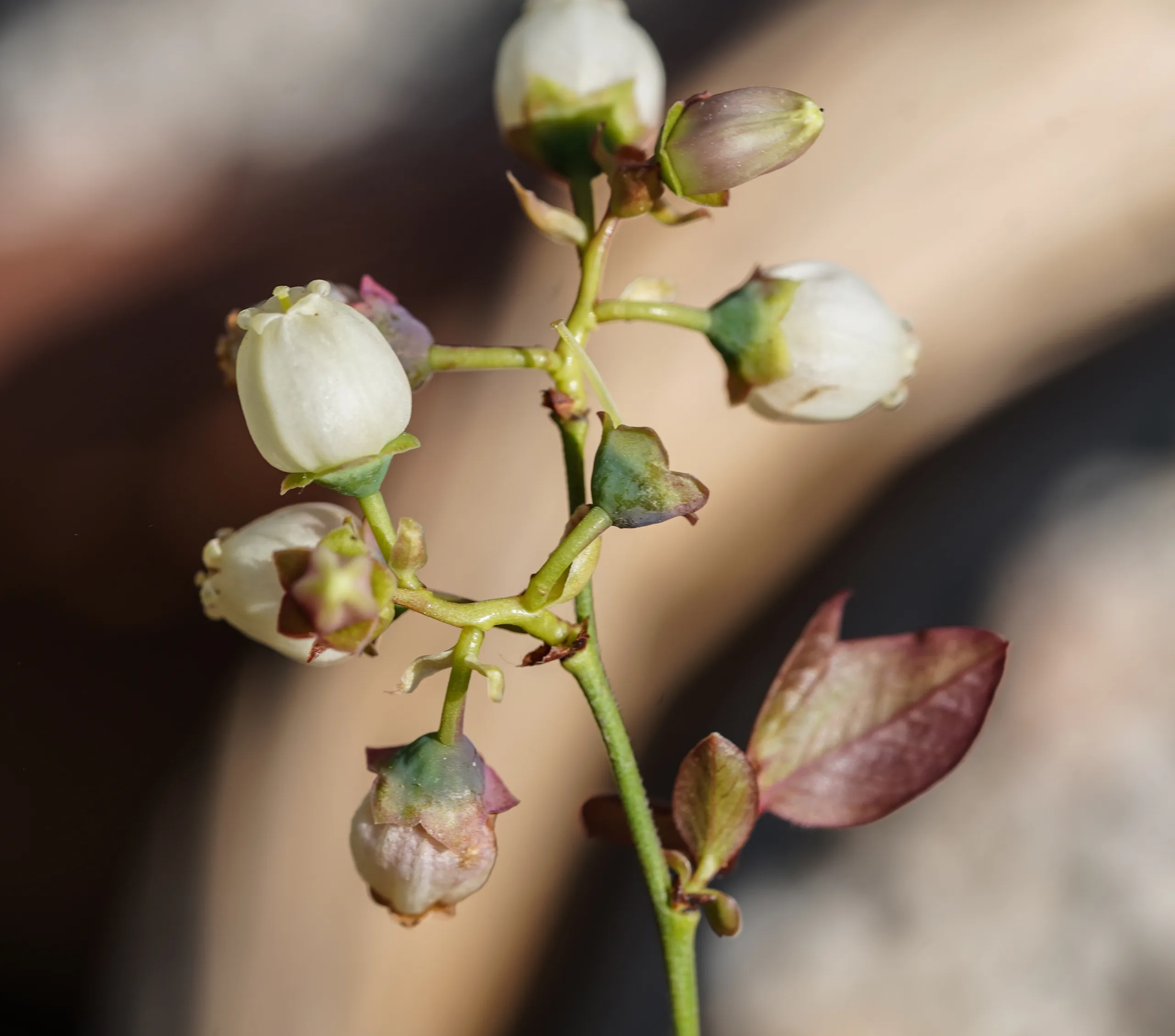 Vaccinium corymbosum