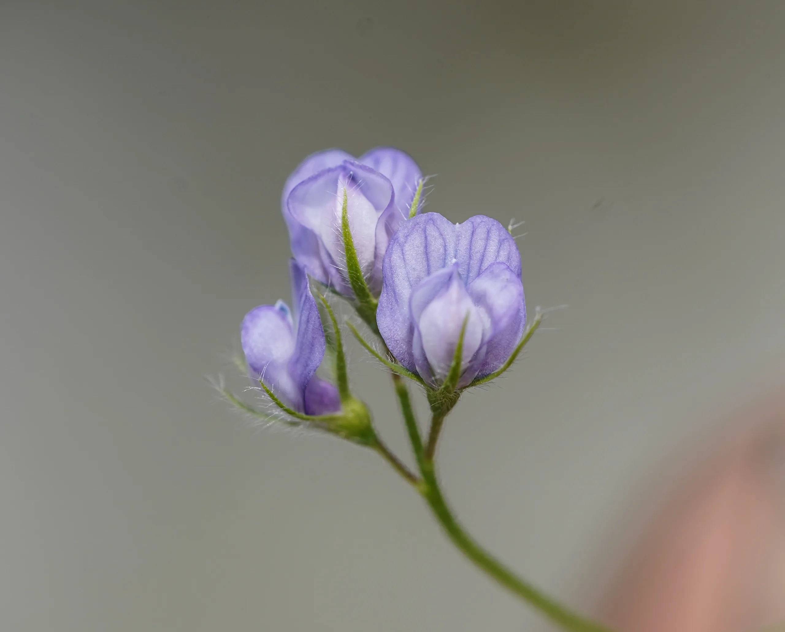 Vicia orientalis