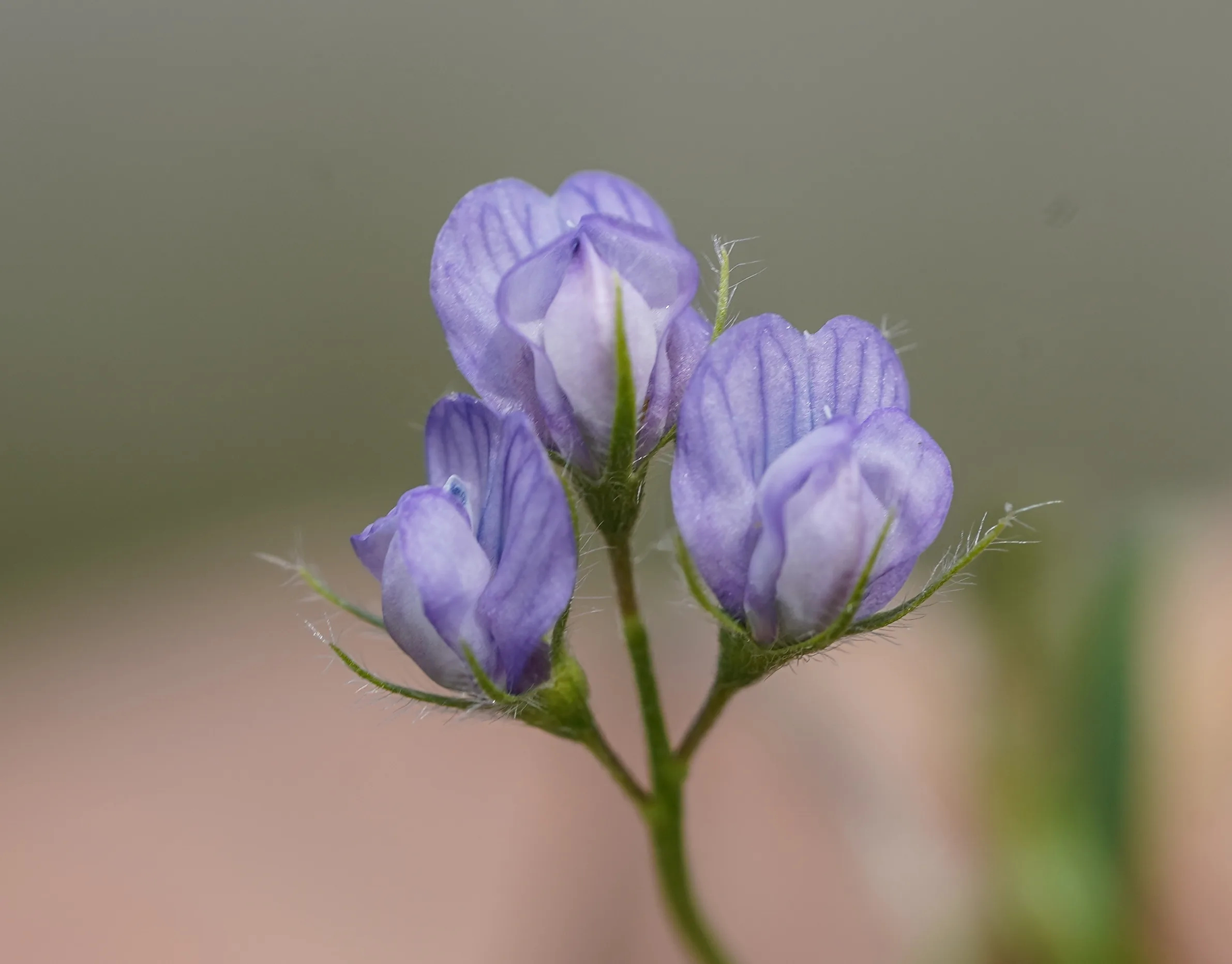 Vicia orientalis (Yasmık)